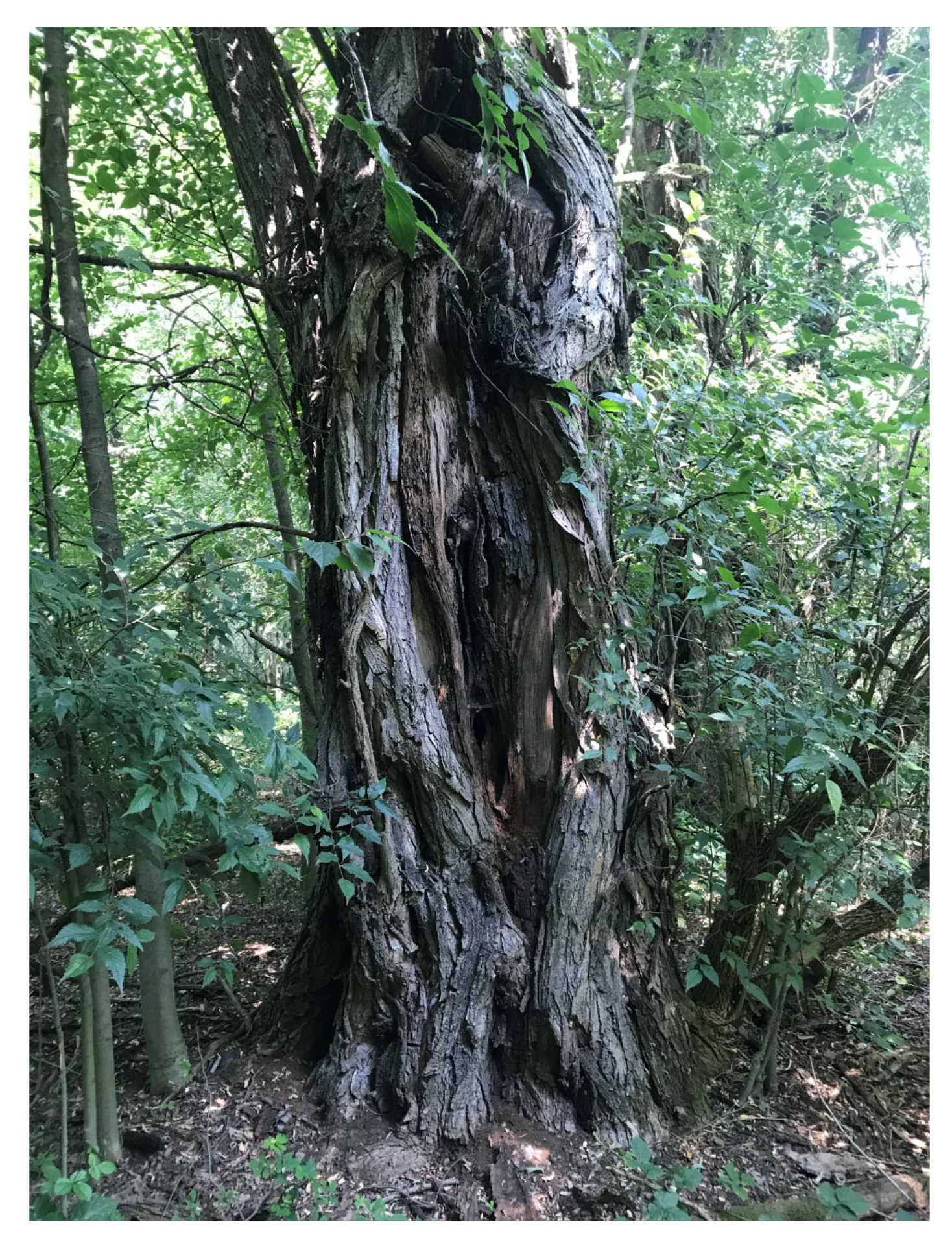 Forests 16 01410 g007 Forests 16 01410 g007