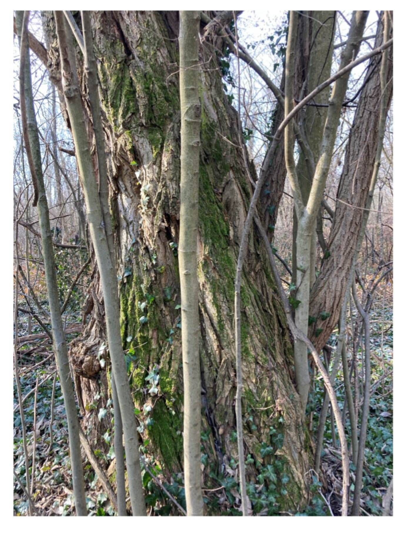 Forests 16 01410 g010 Forests 16 01410 g010