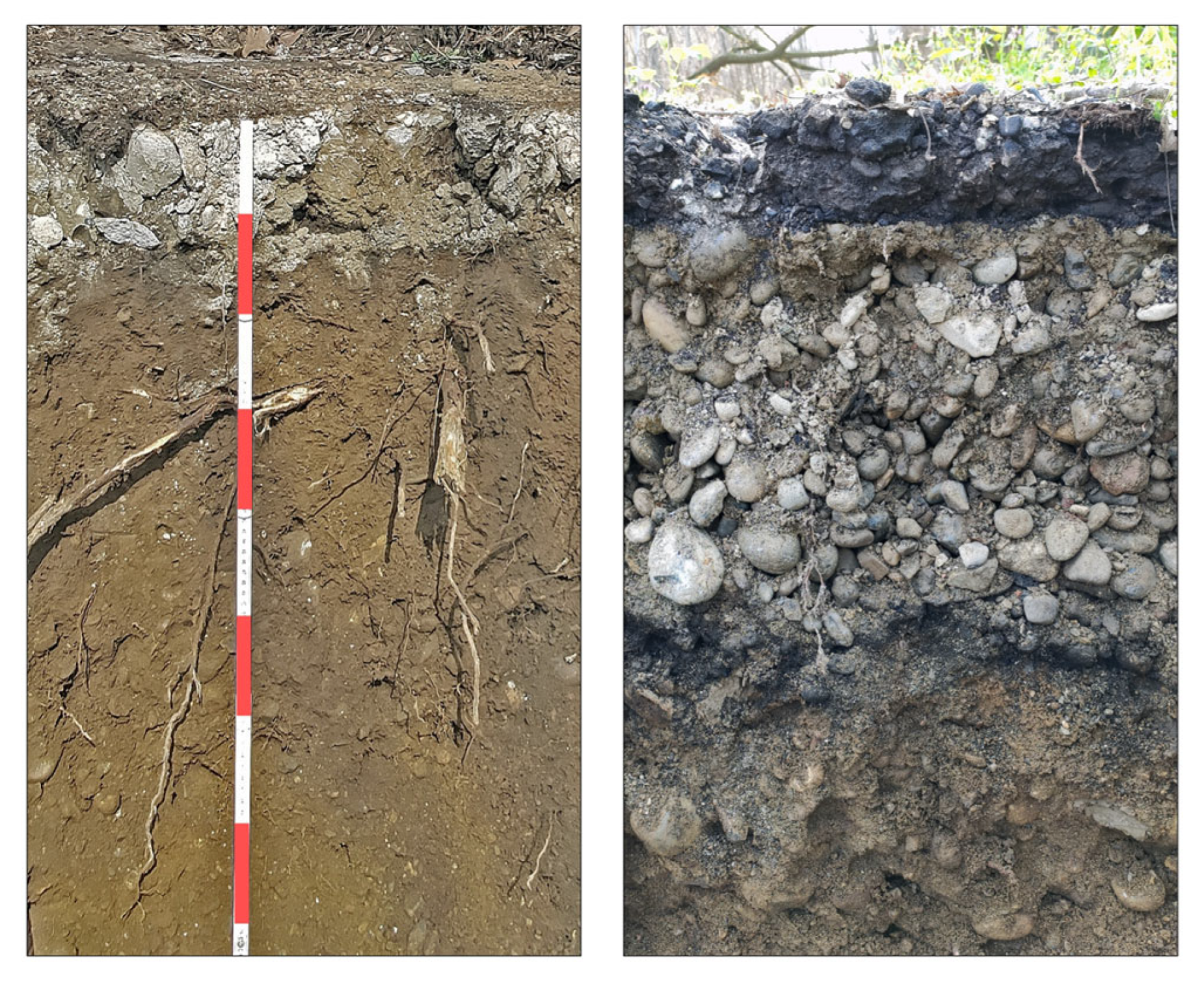 Forests 16 01410 g013 Forests 16 01410 g013