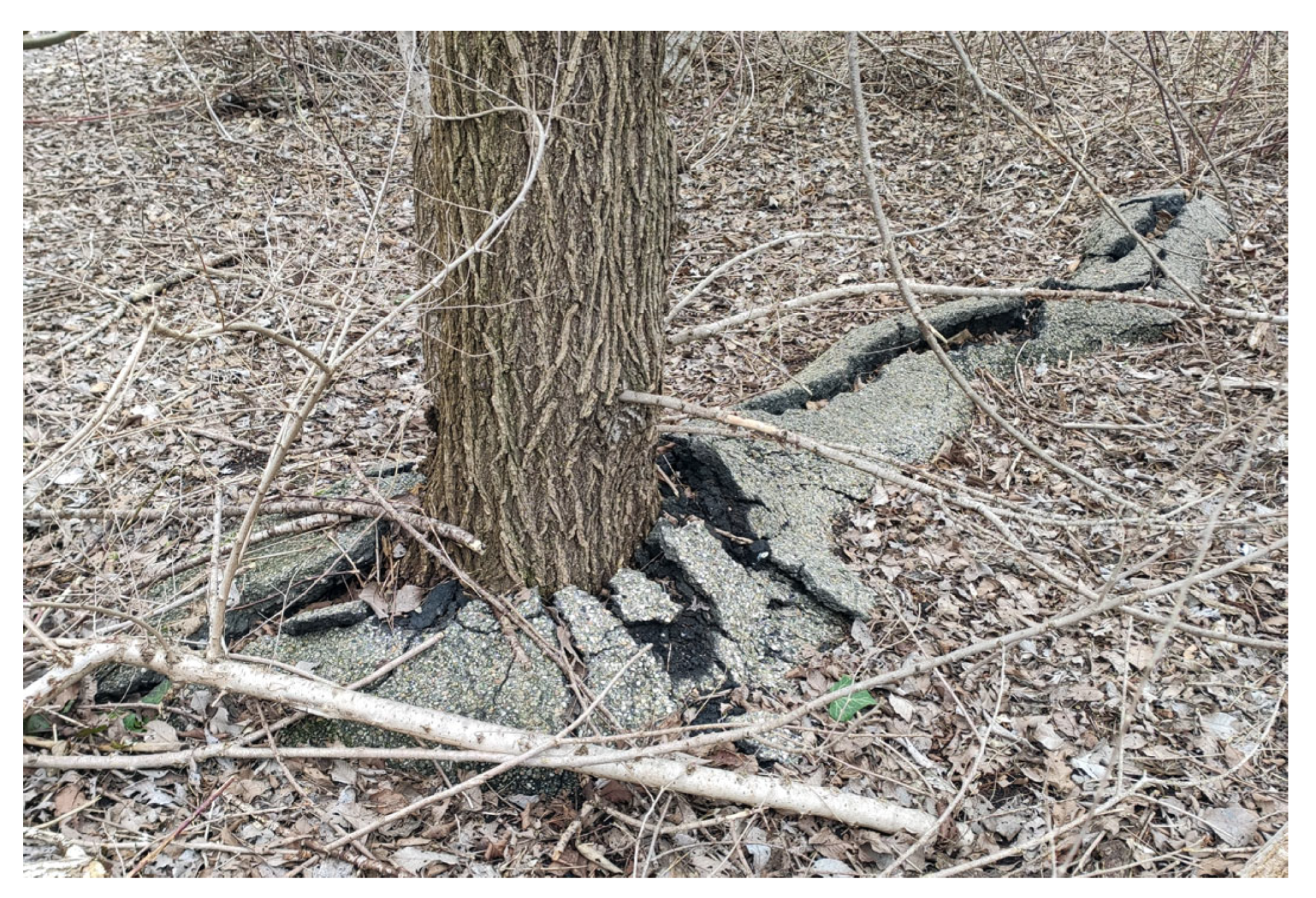 Forests 16 01410 g014 Forests 16 01410 g014