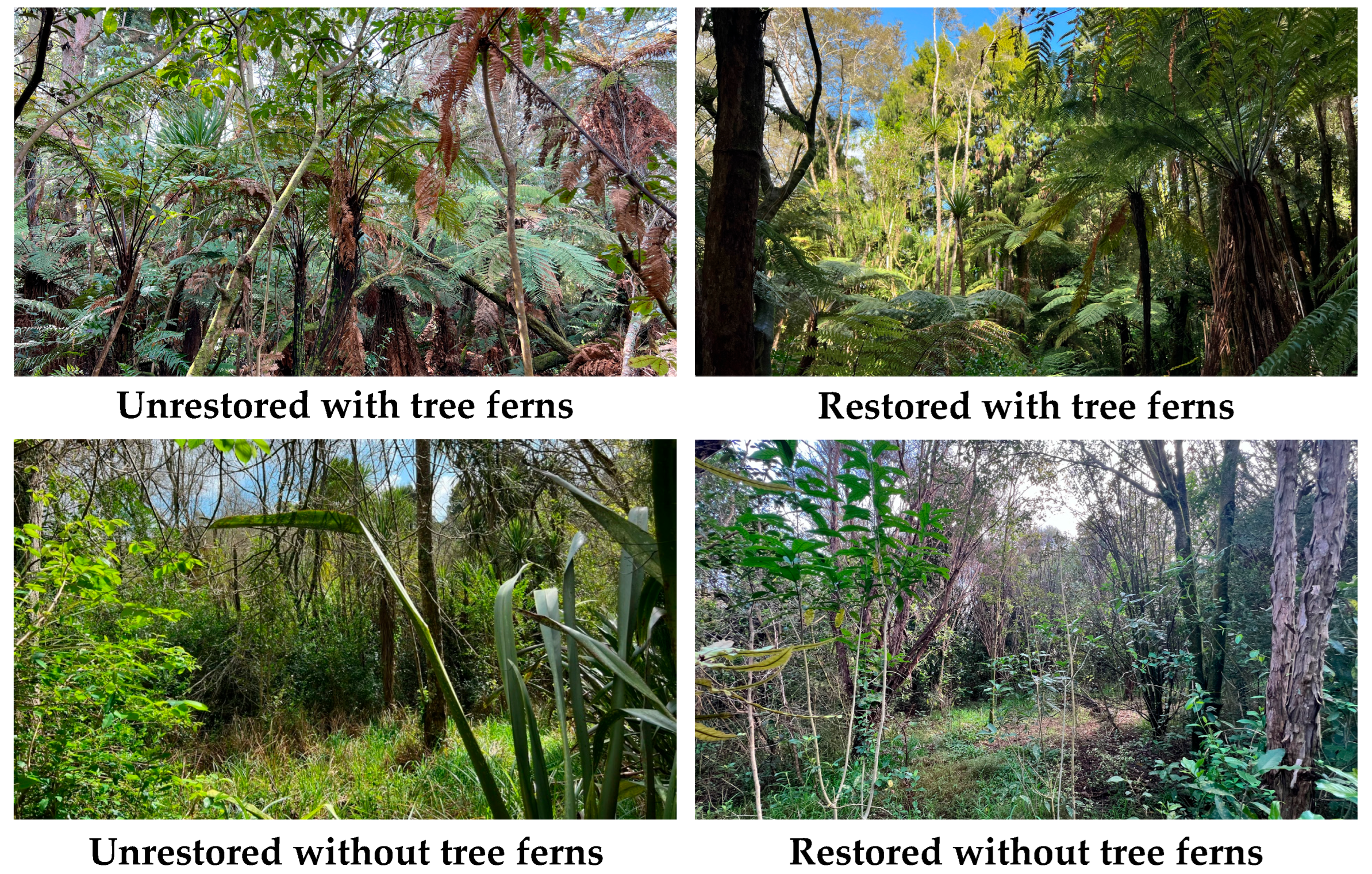 Forests 16 01498 g002 Forests 16 01498 g002