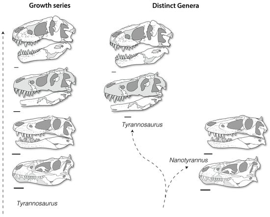 Fossil Studies | Free Full-Text | Taxonomic Status of Nanotyrannus ...