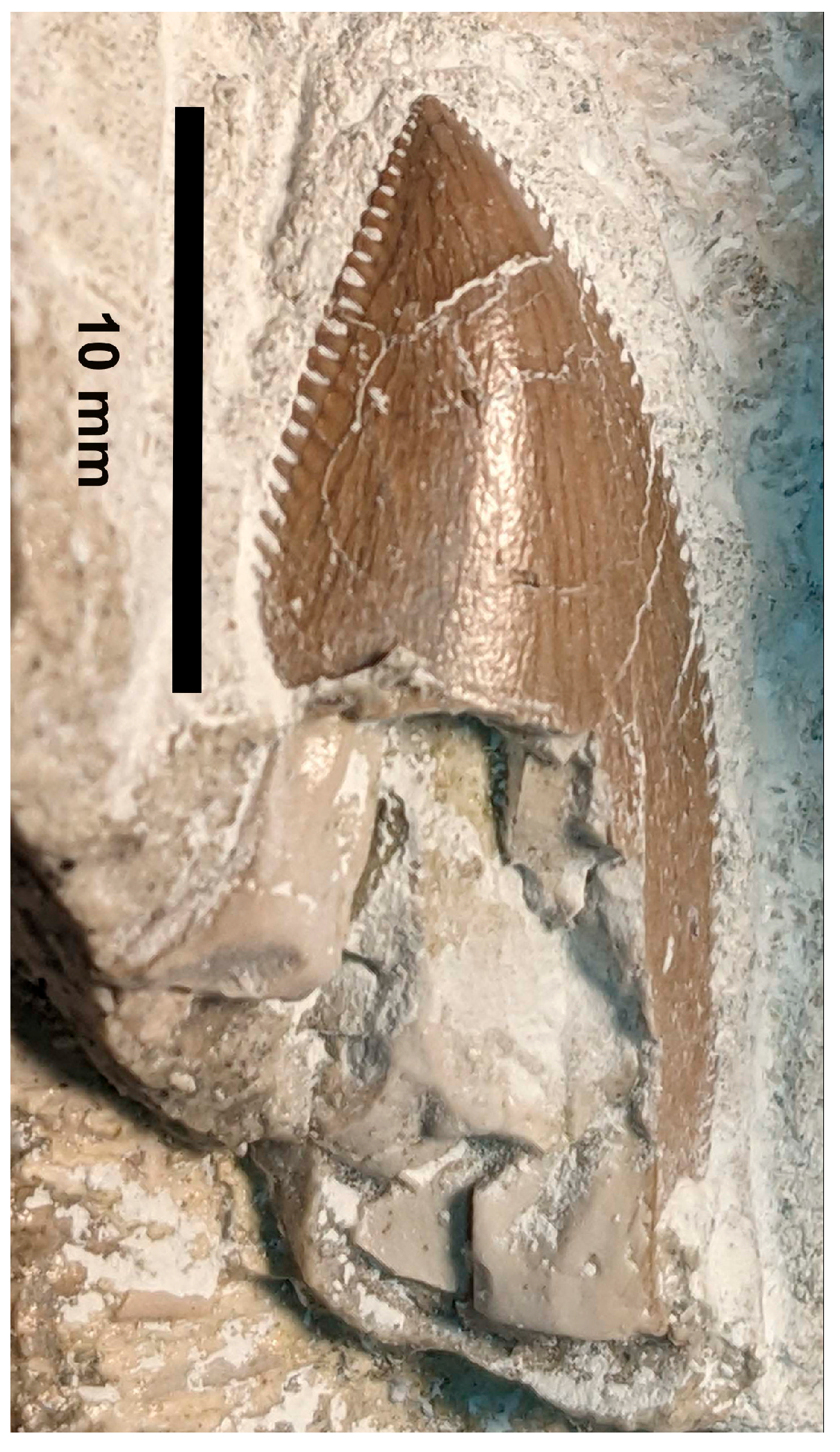 Fossstud 02 00009 g007