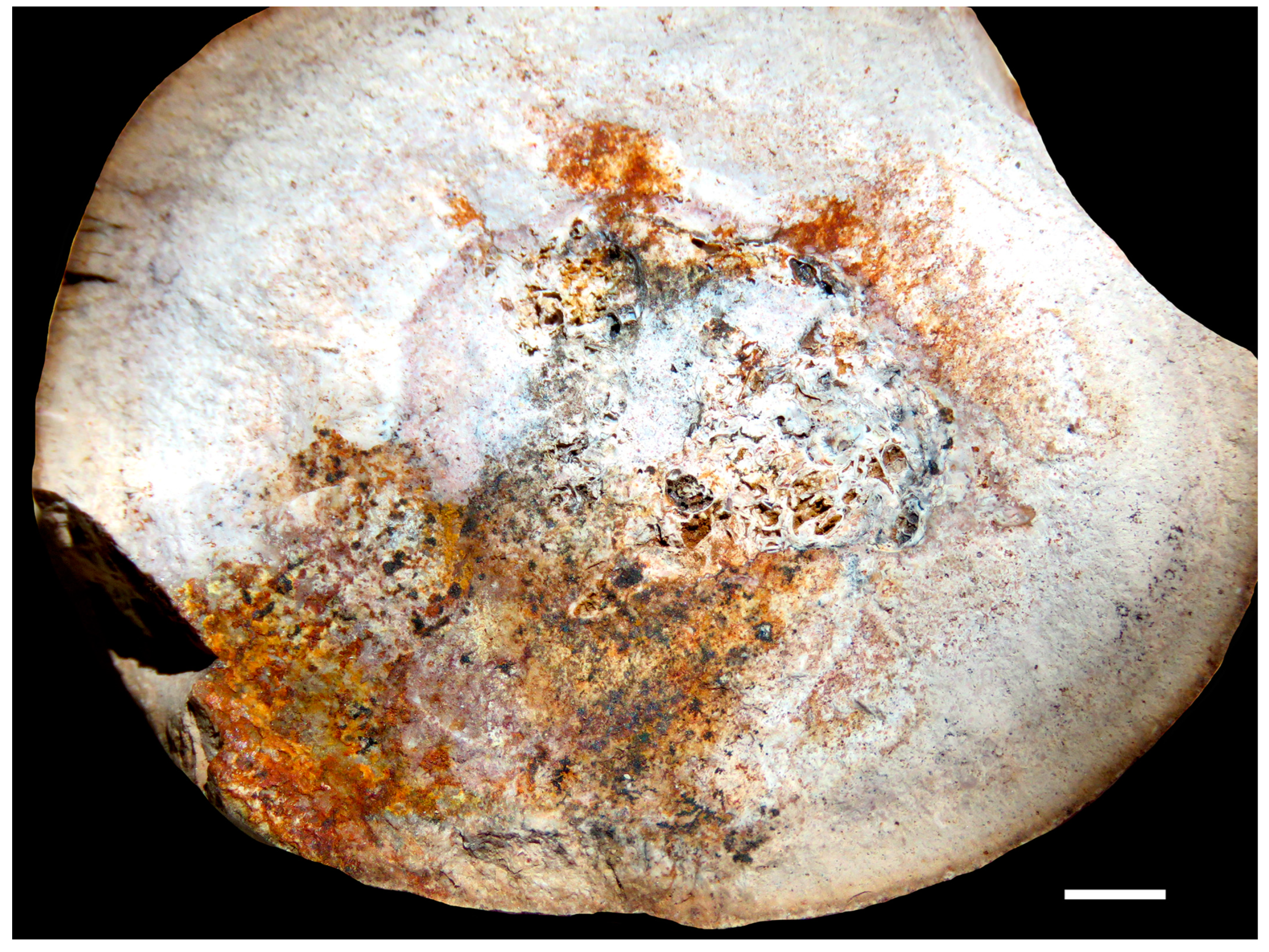 Fossstud 02 00011 g004 Fossstud 02 00011 g004