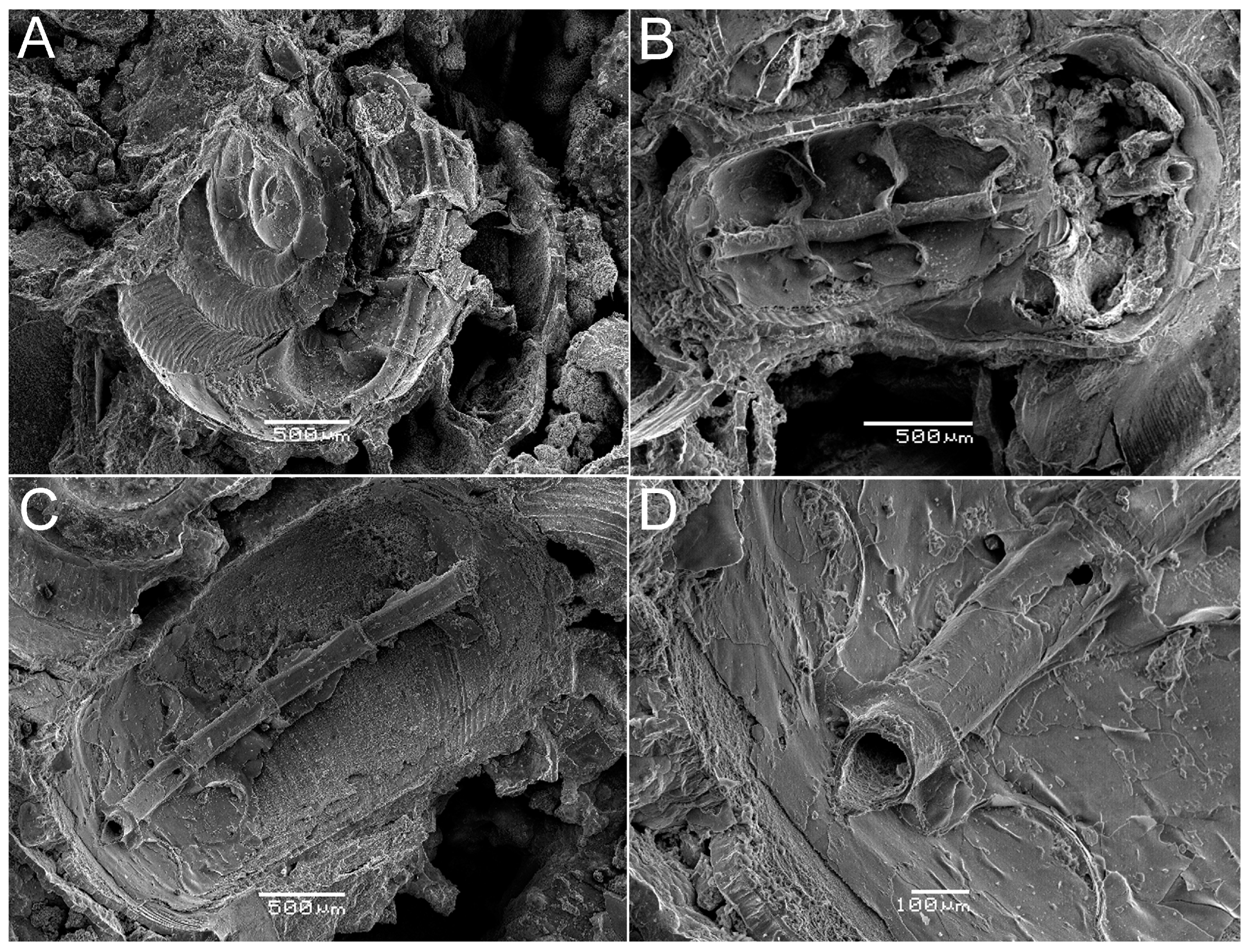 Fossstud 02 00011 g009 Fossstud 02 00011 g009