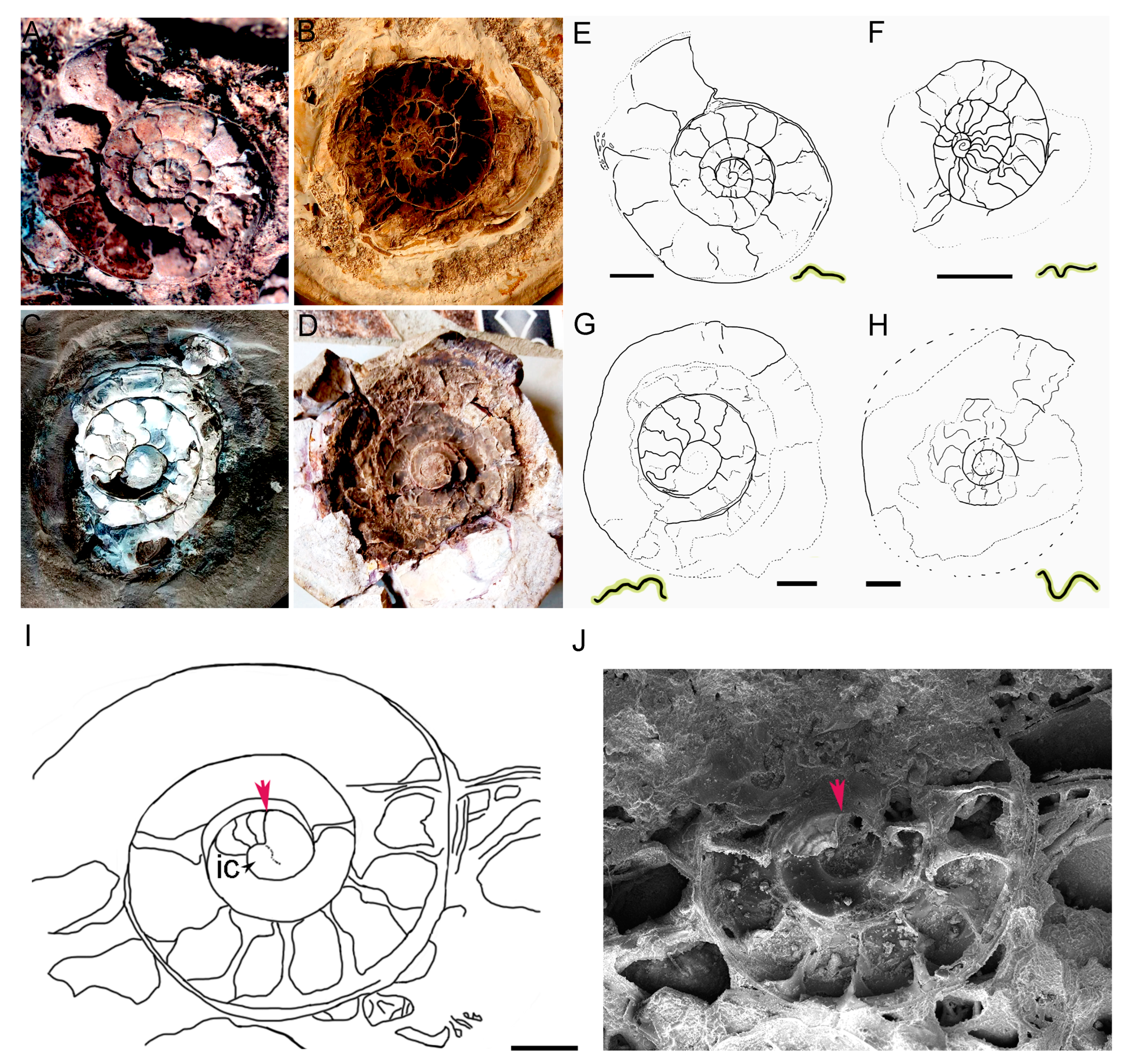 Fossstud 02 00011 g011 Fossstud 02 00011 g011