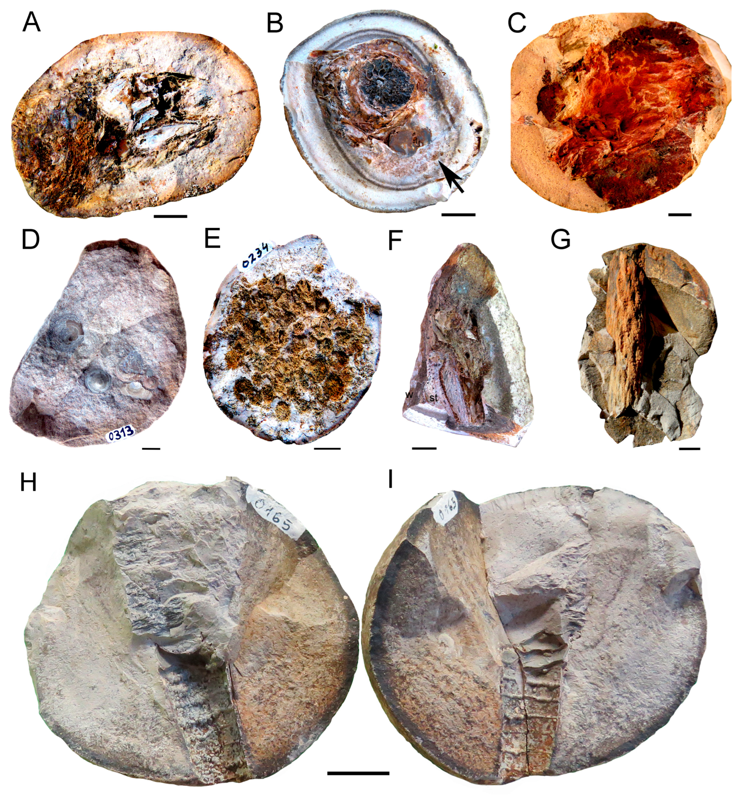 Fossstud 02 00011 g012 Fossstud 02 00011 g012