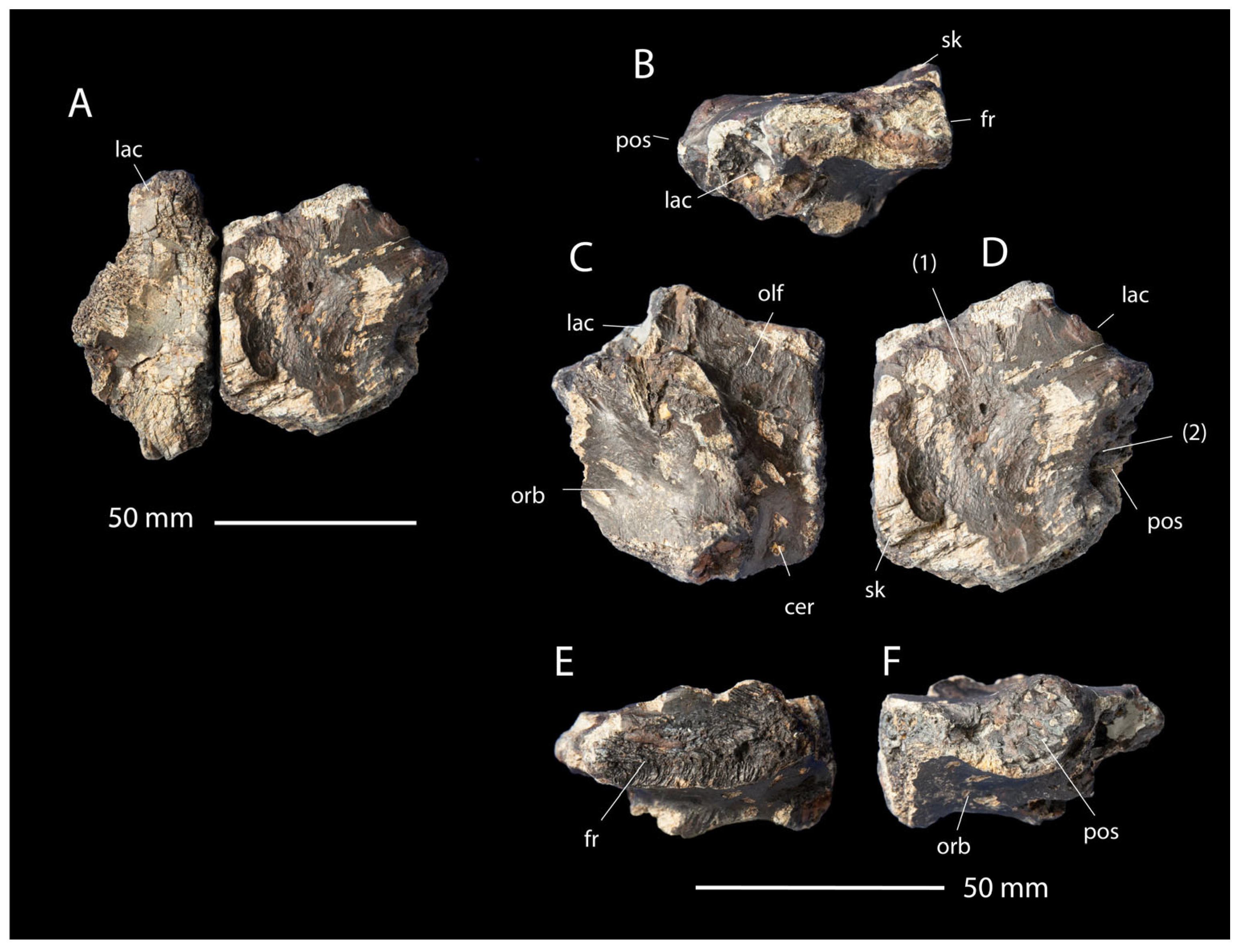 Fossstud 02 00012 g003