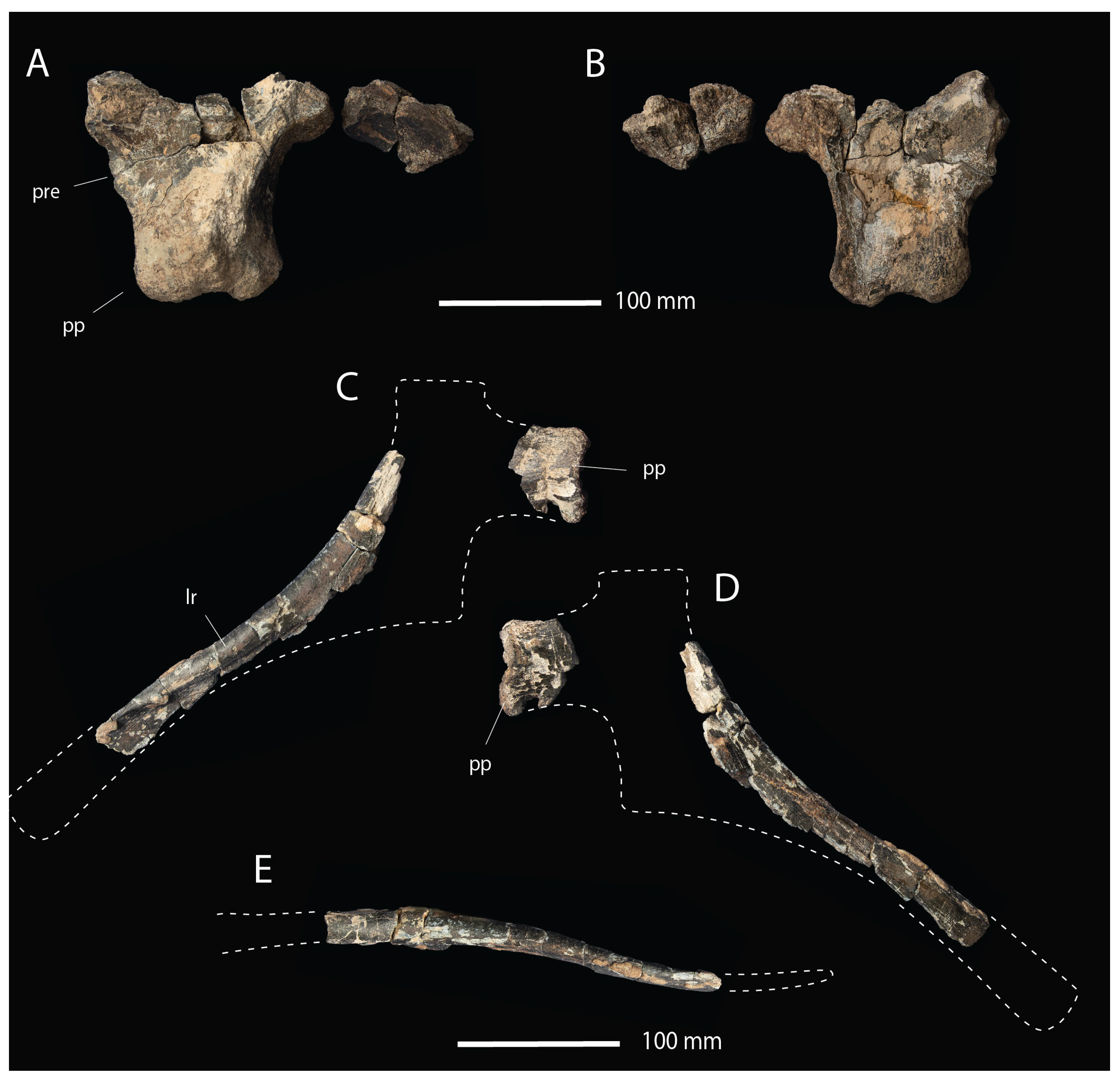 Fossstud 02 00012 g006