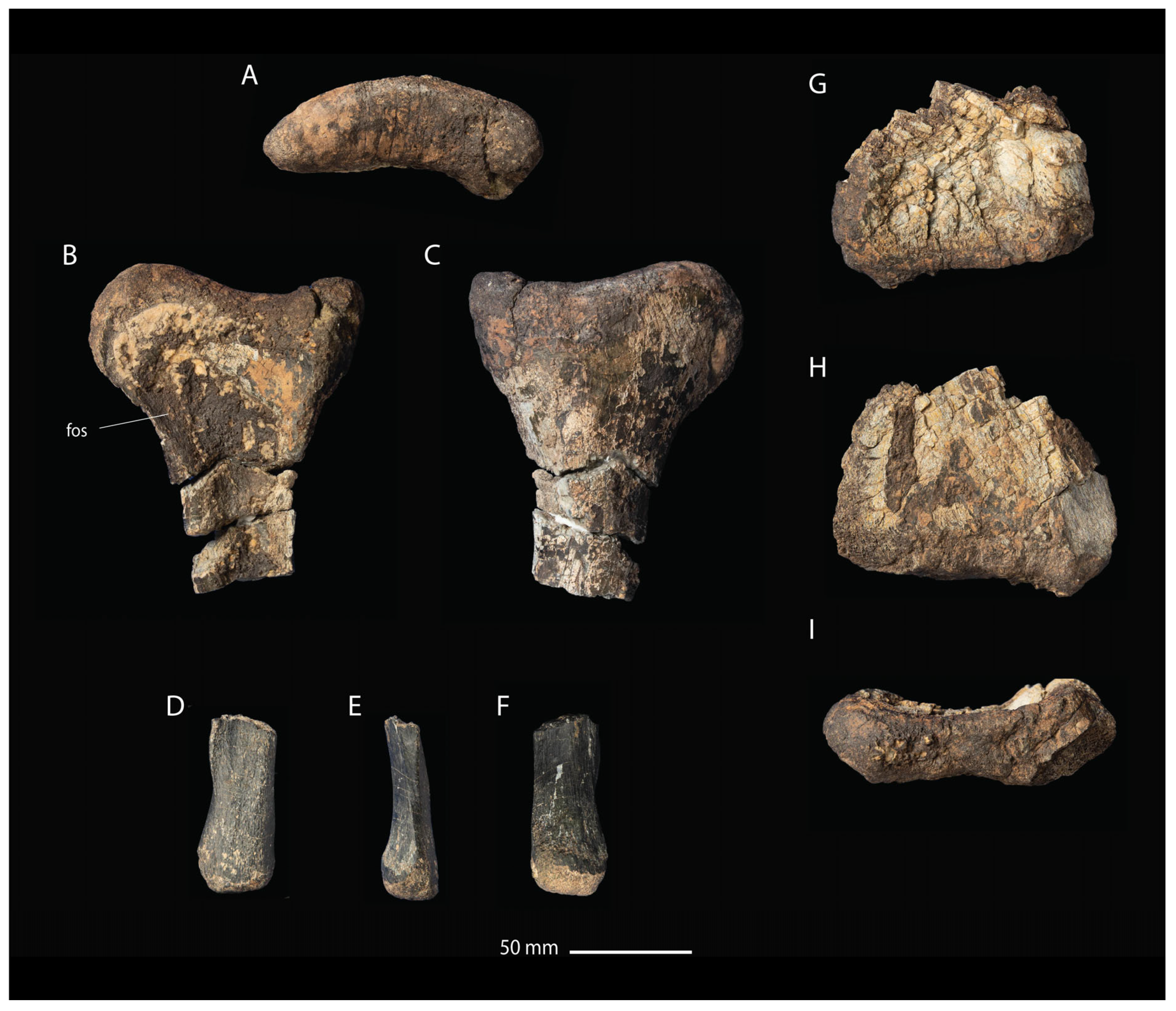 Fossstud 02 00012 g008