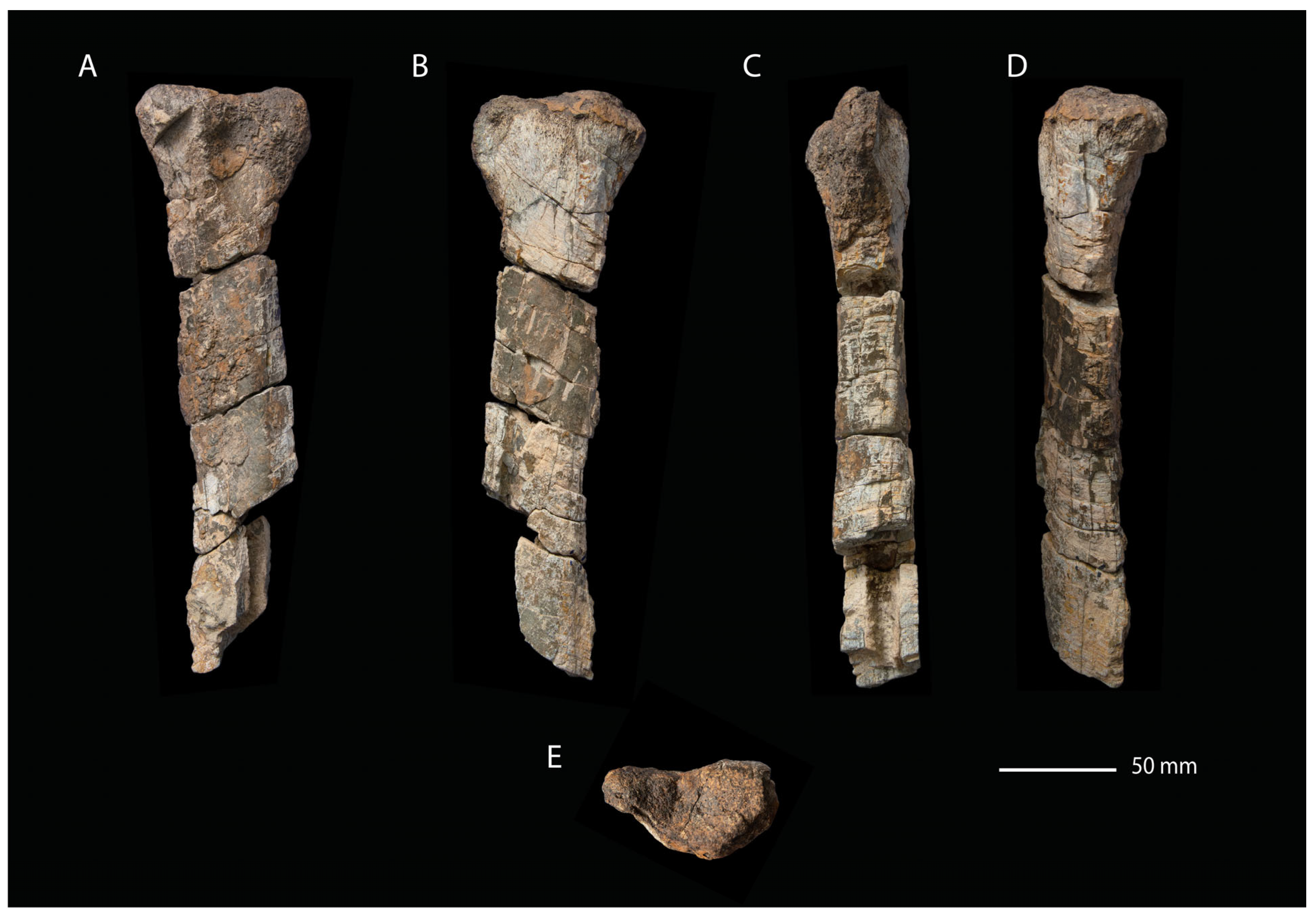 Fossstud 02 00012 g009