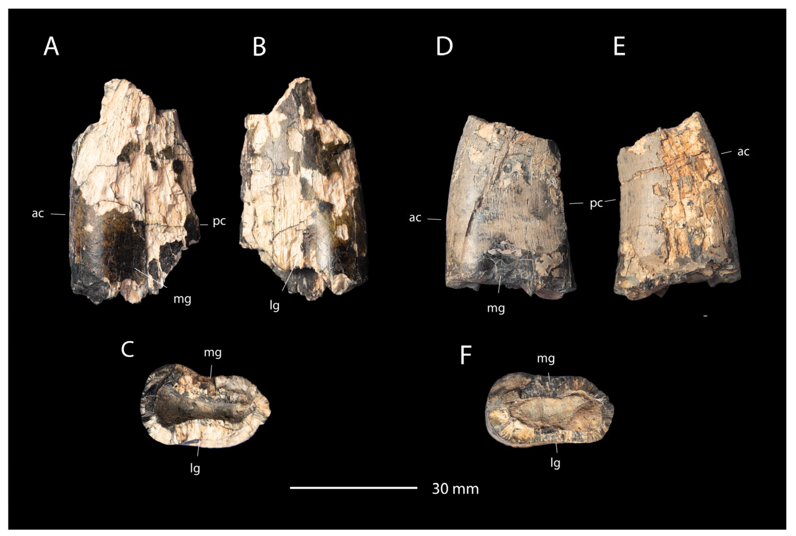 Fossstud 02 00012 g011