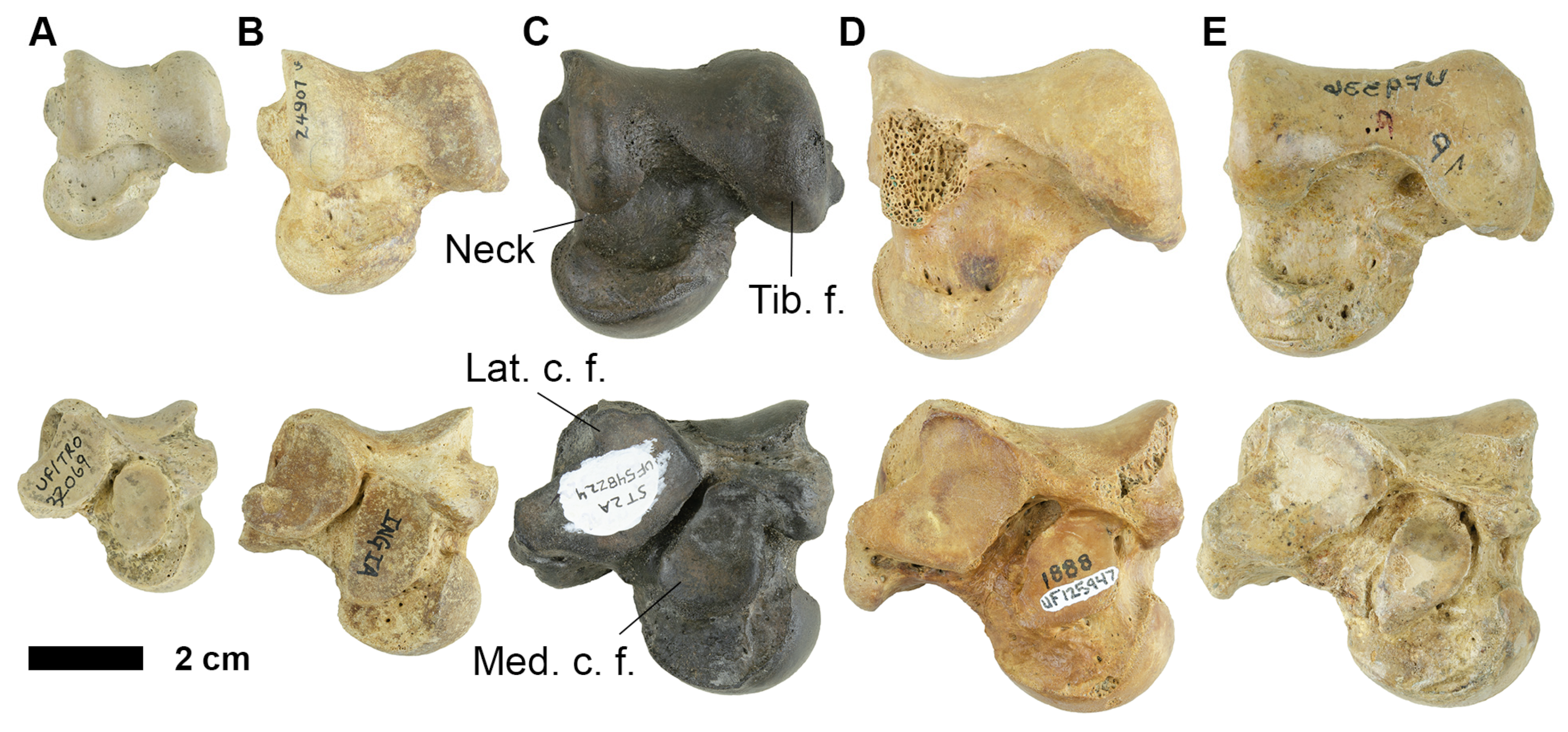 Fossstud 02 00014 g006 Fossstud 02 00014 g006