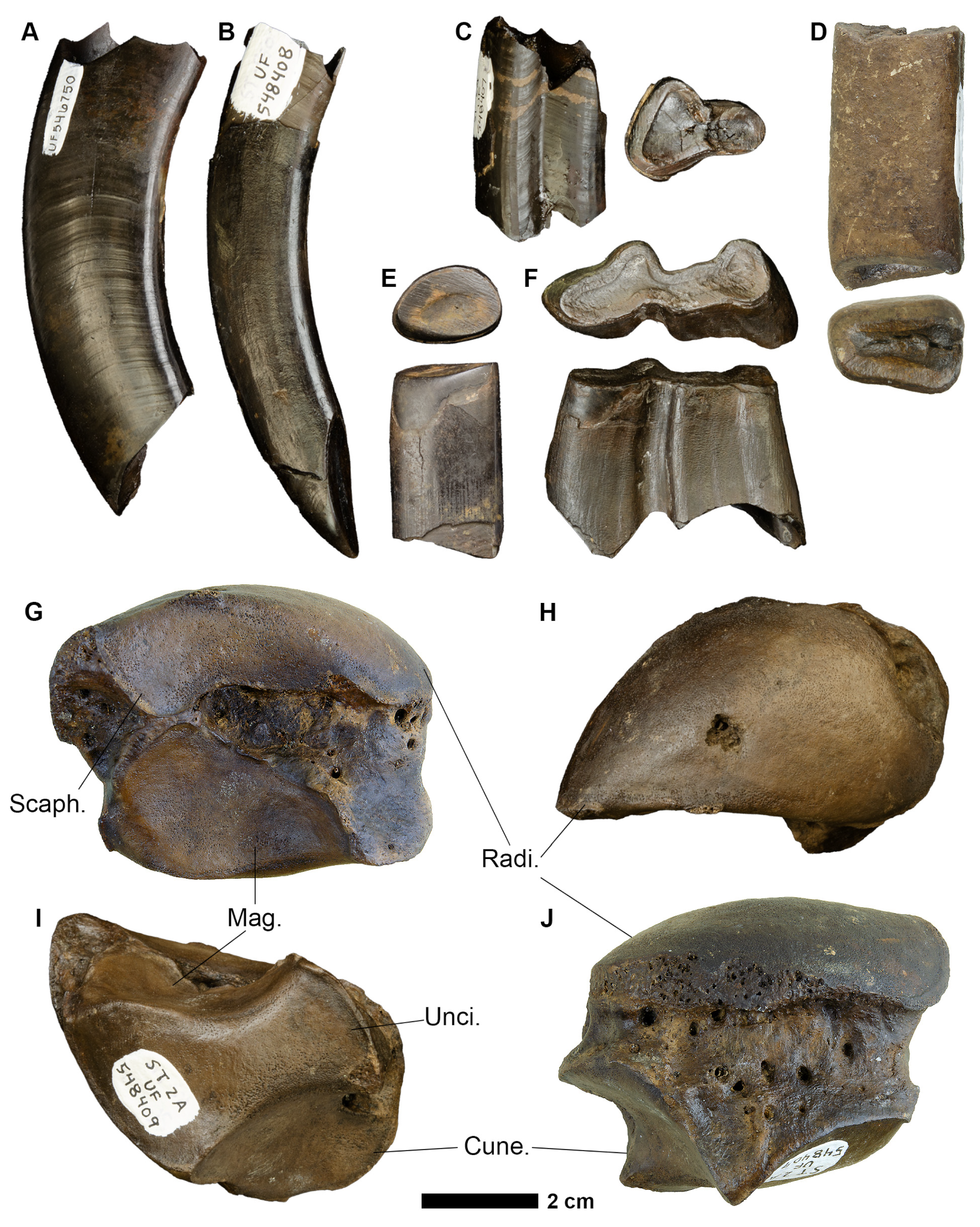 Fossstud 02 00014 g007 Fossstud 02 00014 g007