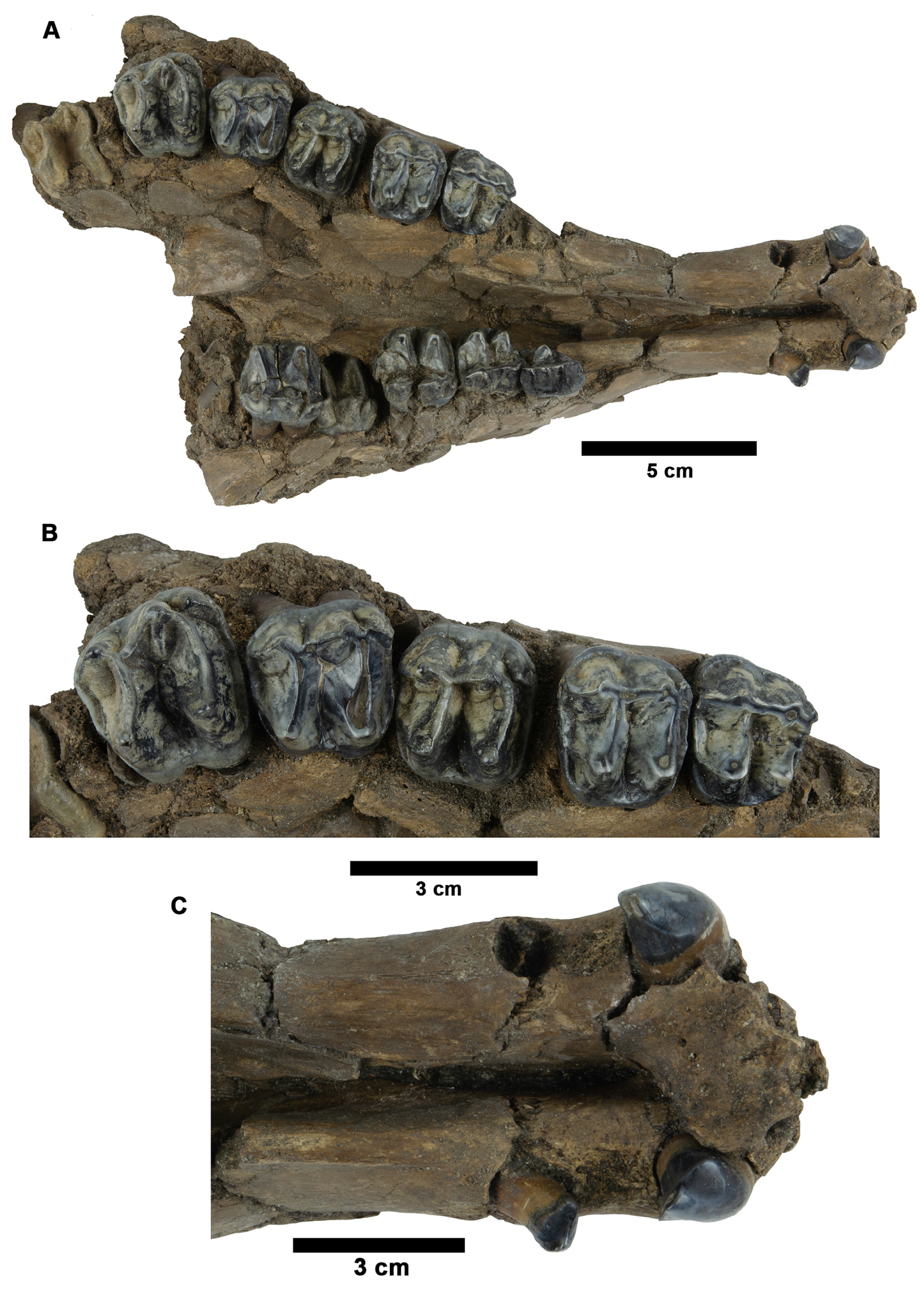 Fossstud 02 00014 g009 Fossstud 02 00014 g009