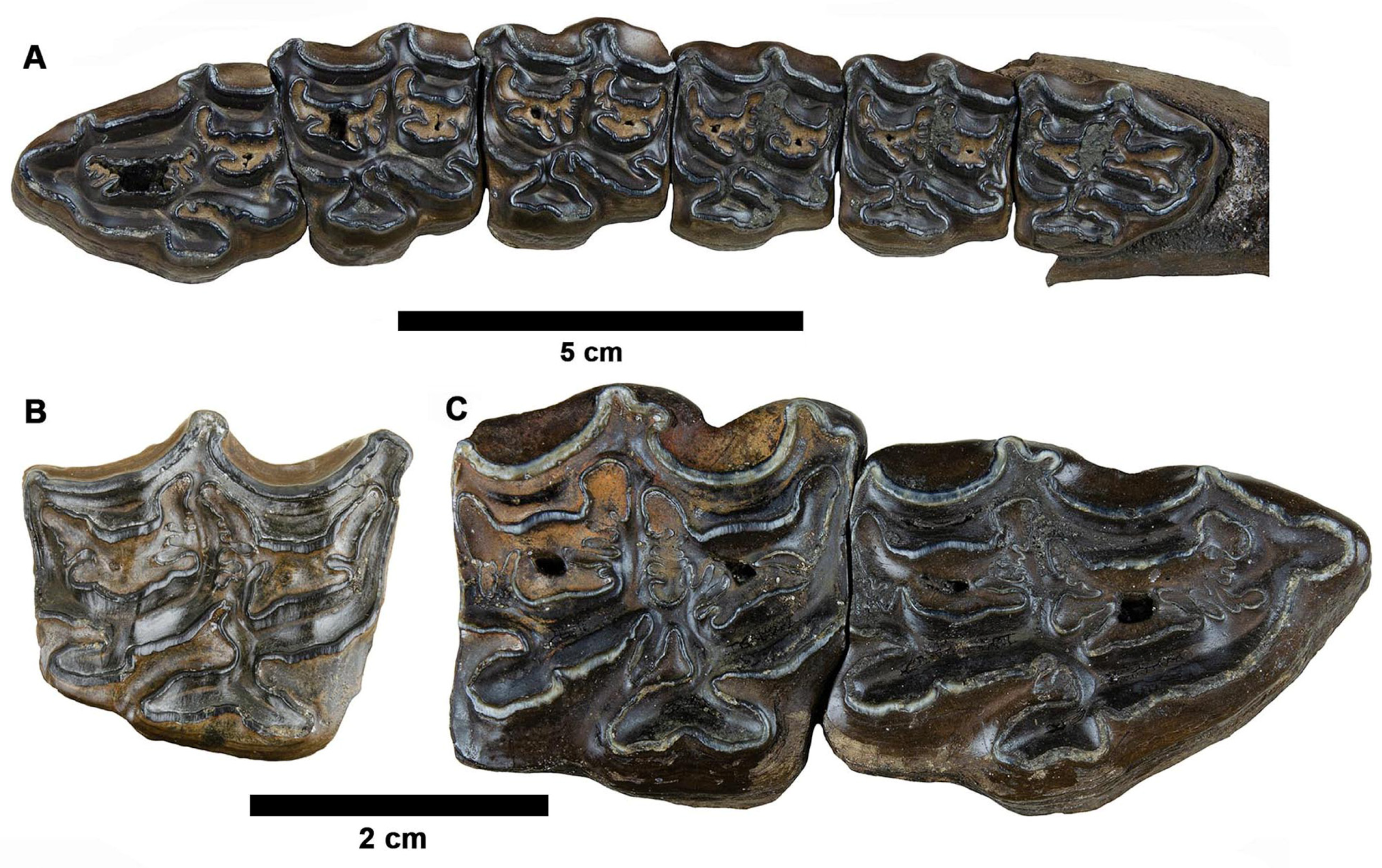 Fossstud 02 00014 g014 Fossstud 02 00014 g014