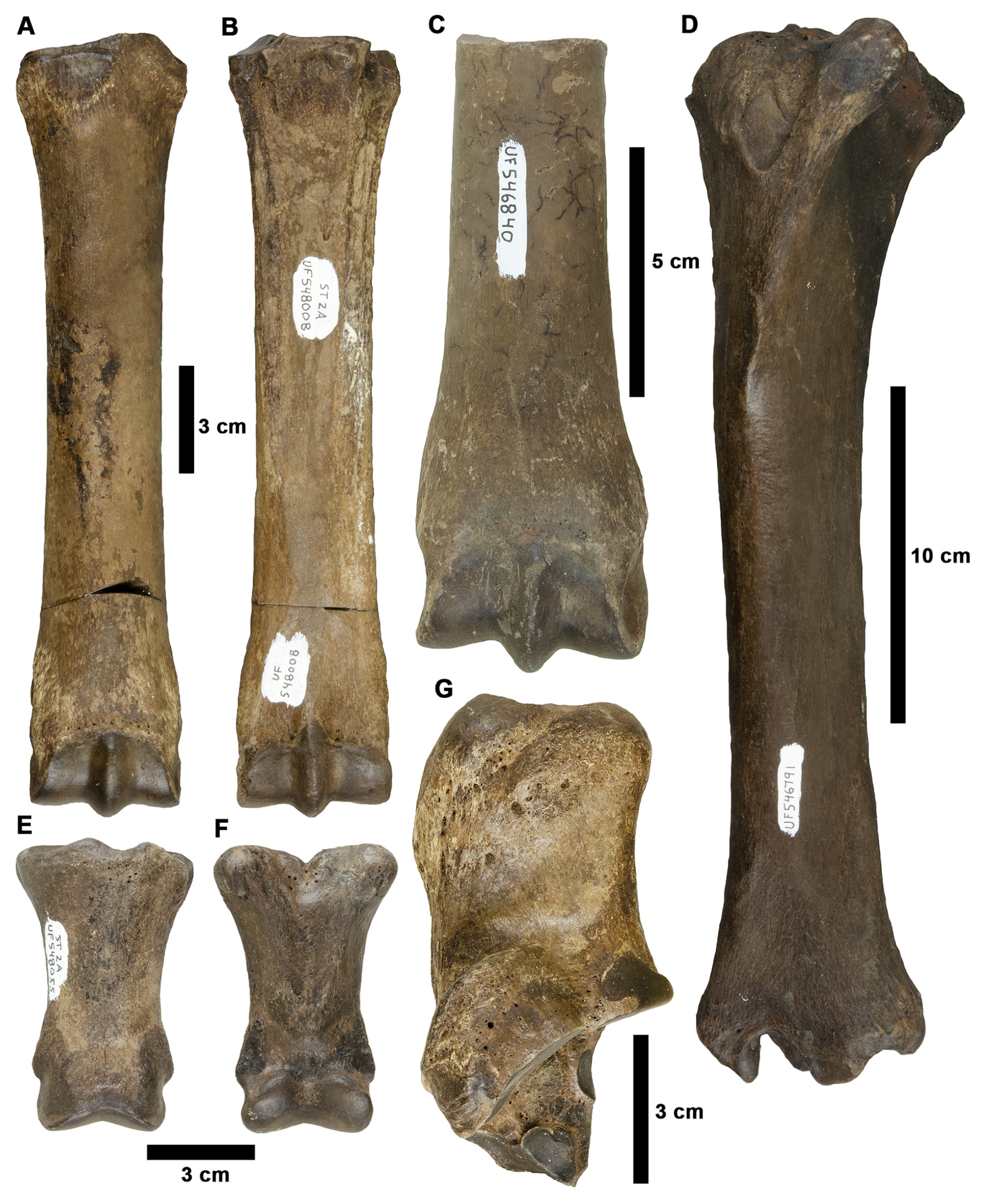 Fossstud 02 00014 g016 Fossstud 02 00014 g016