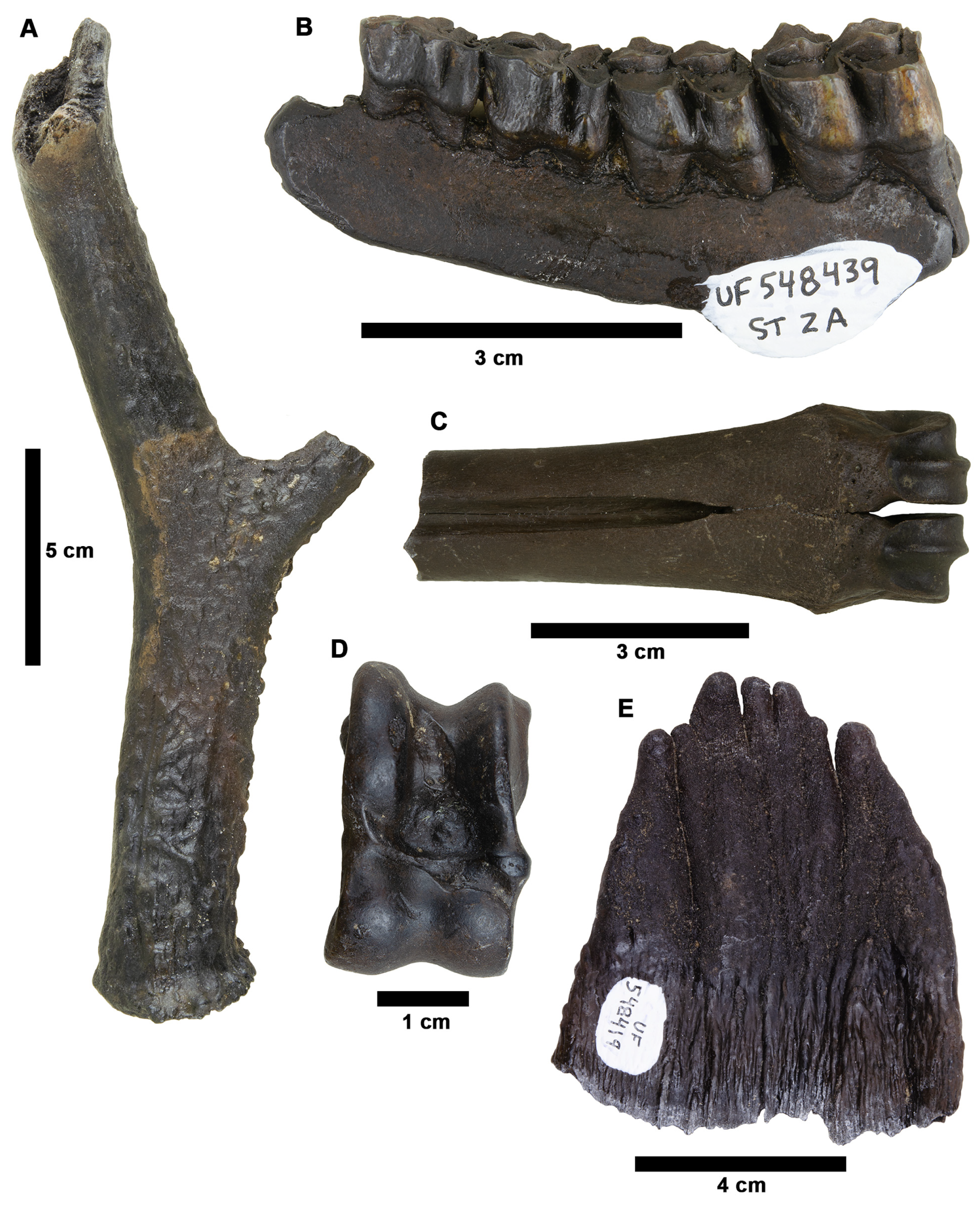 Fossstud 02 00014 g019 Fossstud 02 00014 g019