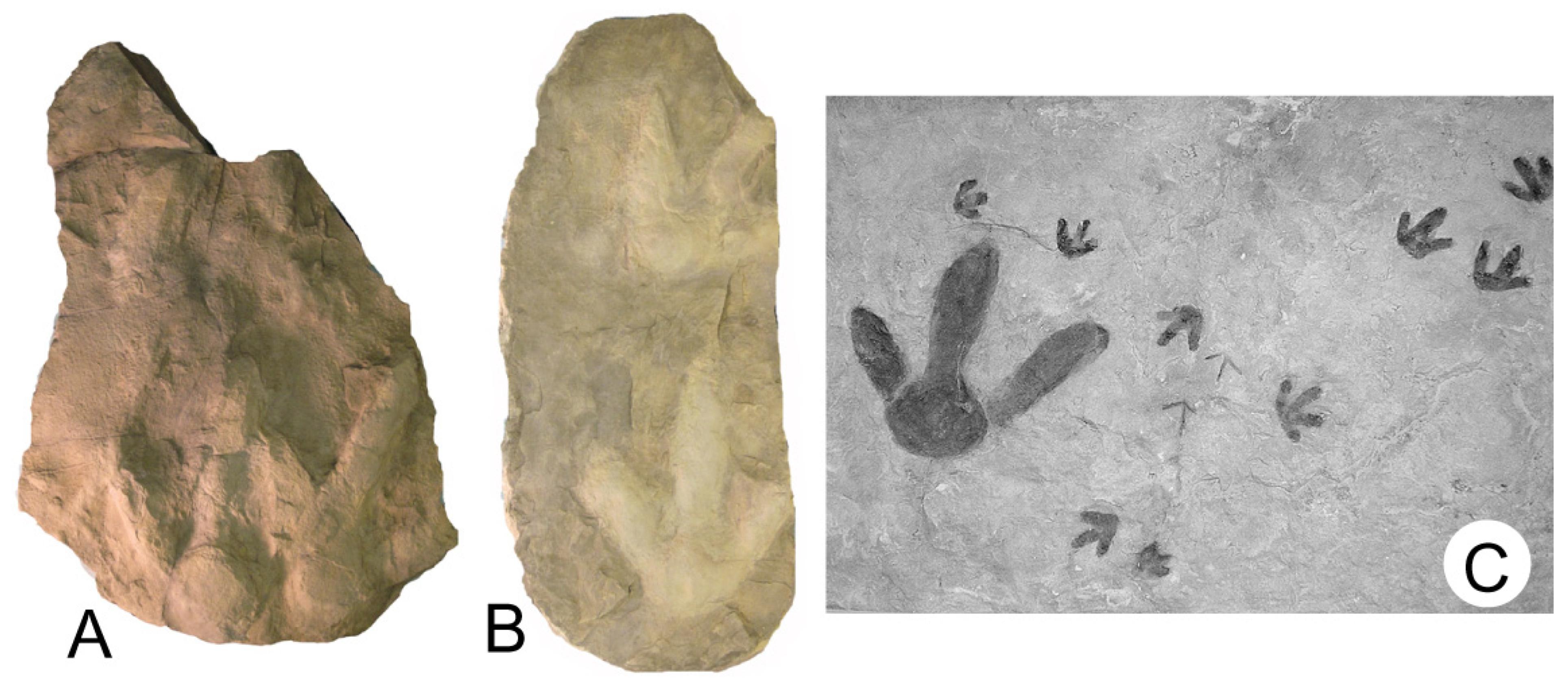 Fossstud 03 00004 g007