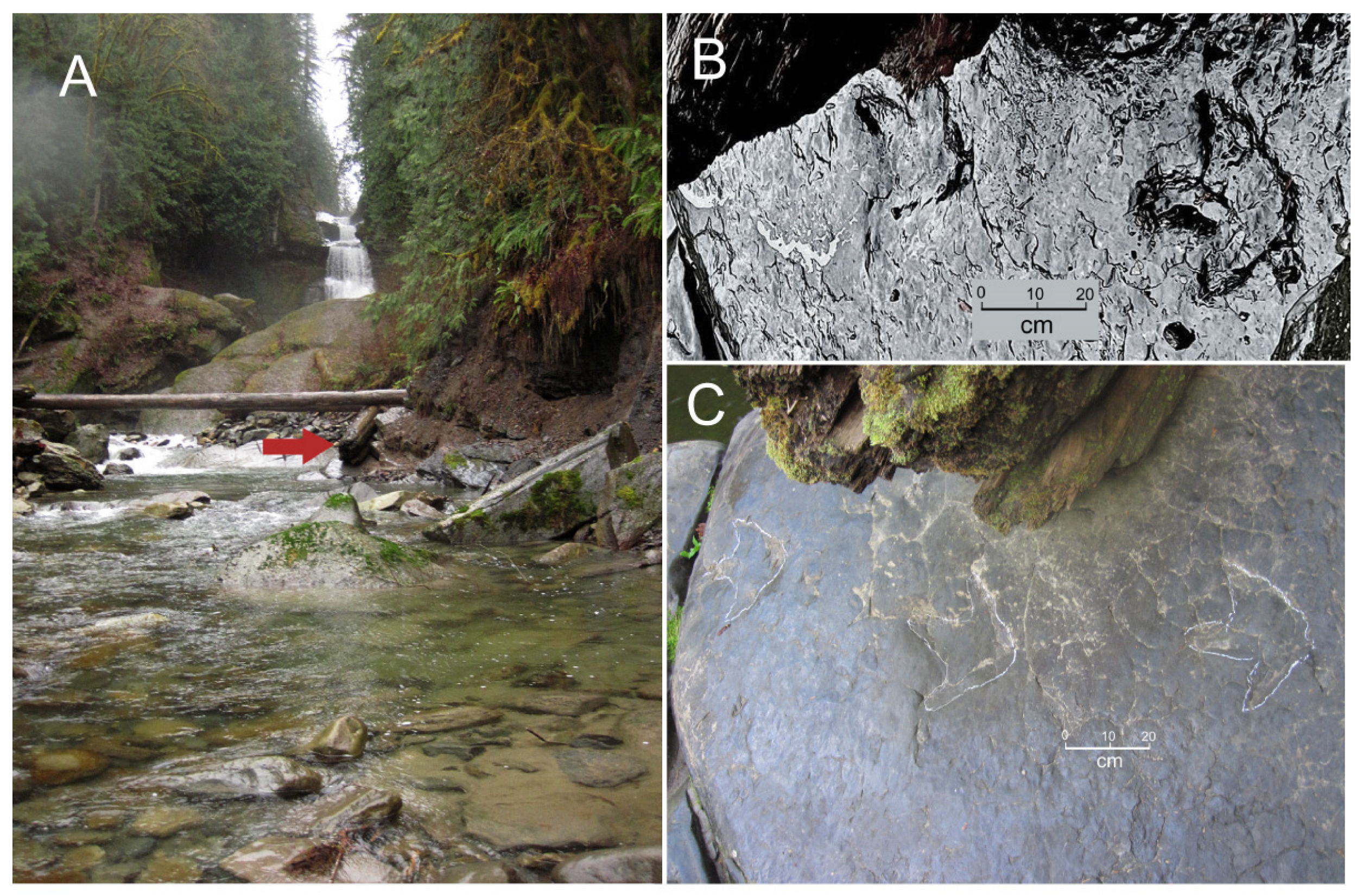 Fossstud 03 00004 g008