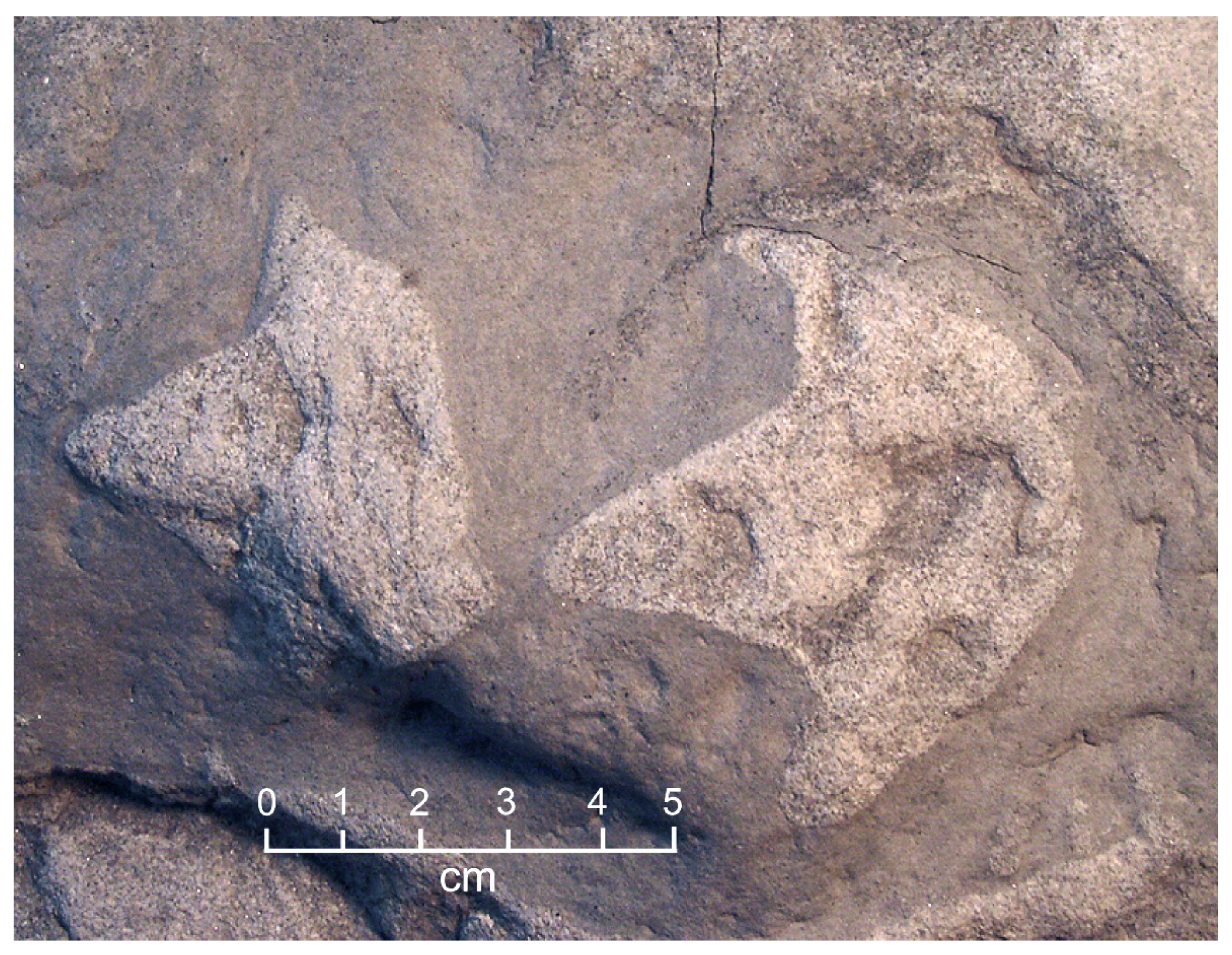 Fossstud 03 00004 g009