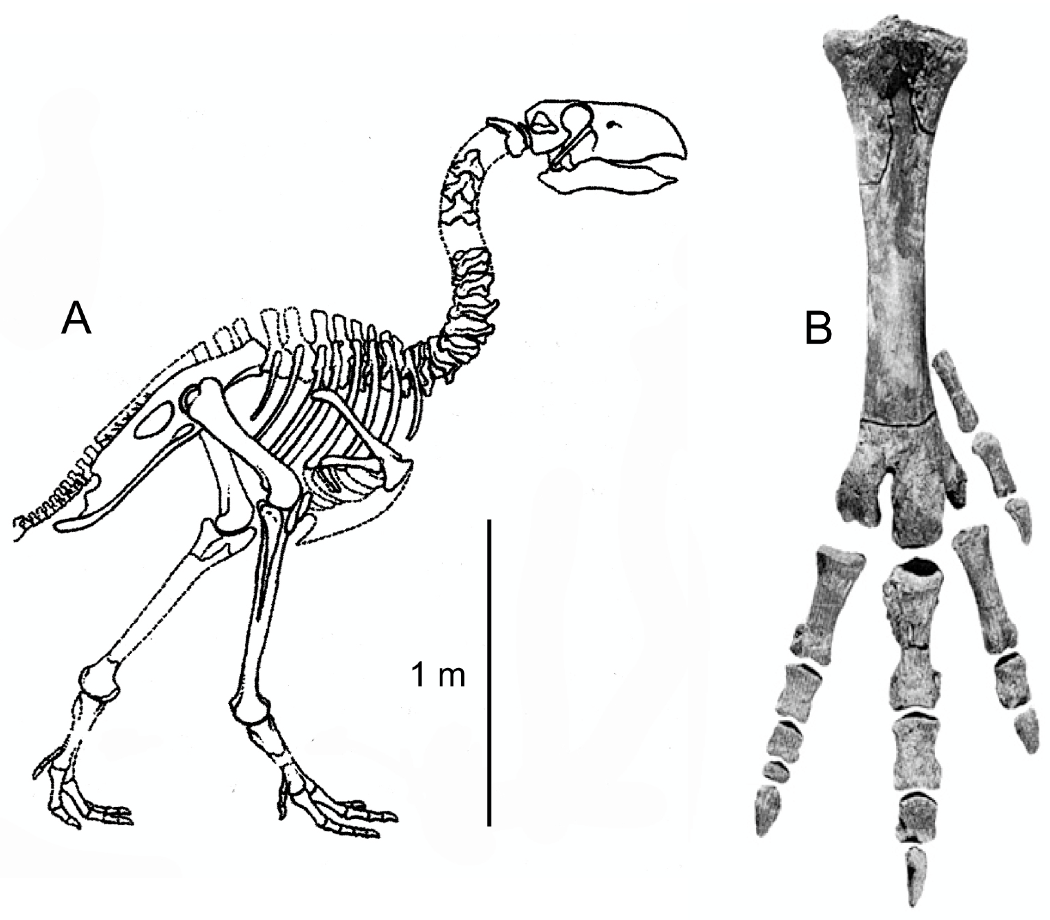 Fossstud 03 00004 g016