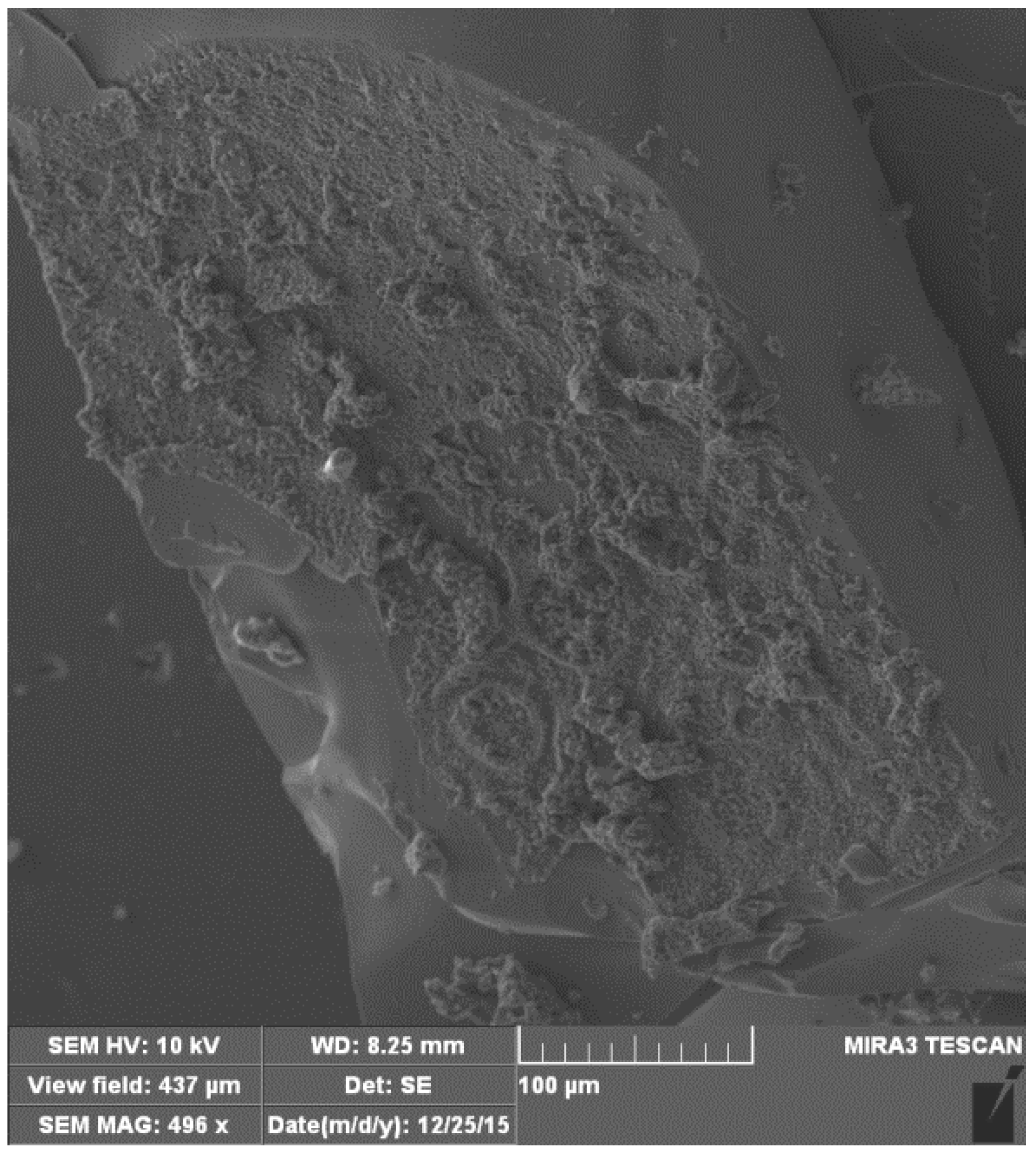 Fractalfract 06 00741 g006 Fractalfract 06 00741 g006