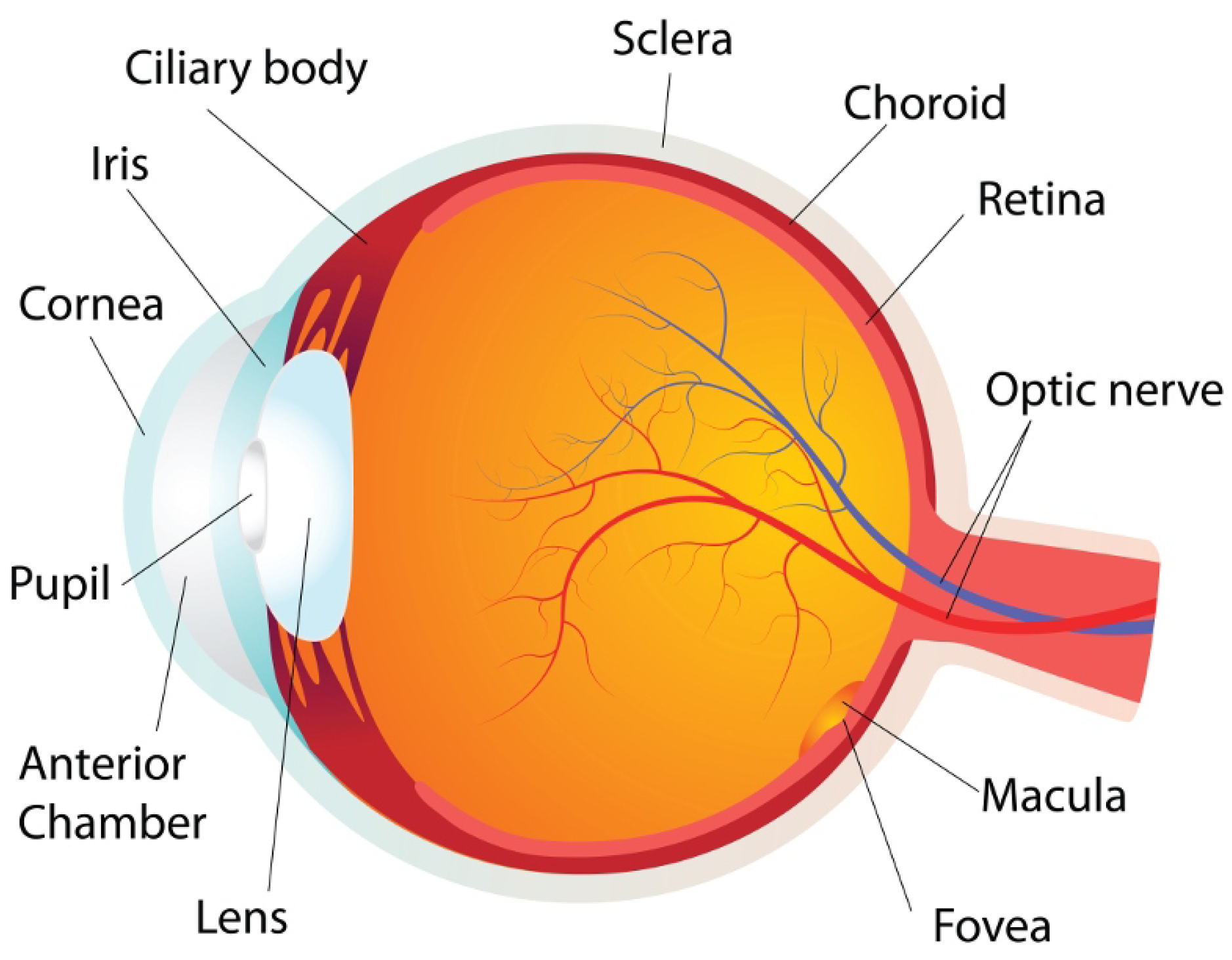 Fractal Fract | Free Full-Text | Analysis of the Corneal Geometry of ...