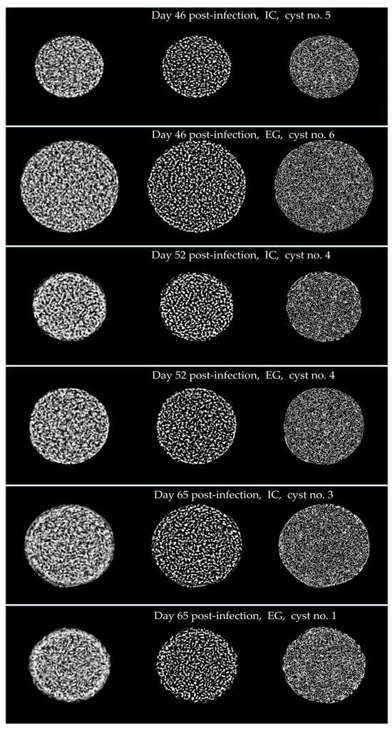 Fractal Fract Free Full Text Structural Characterization Of Toxoplasma Gondii Brain Cysts In 9886