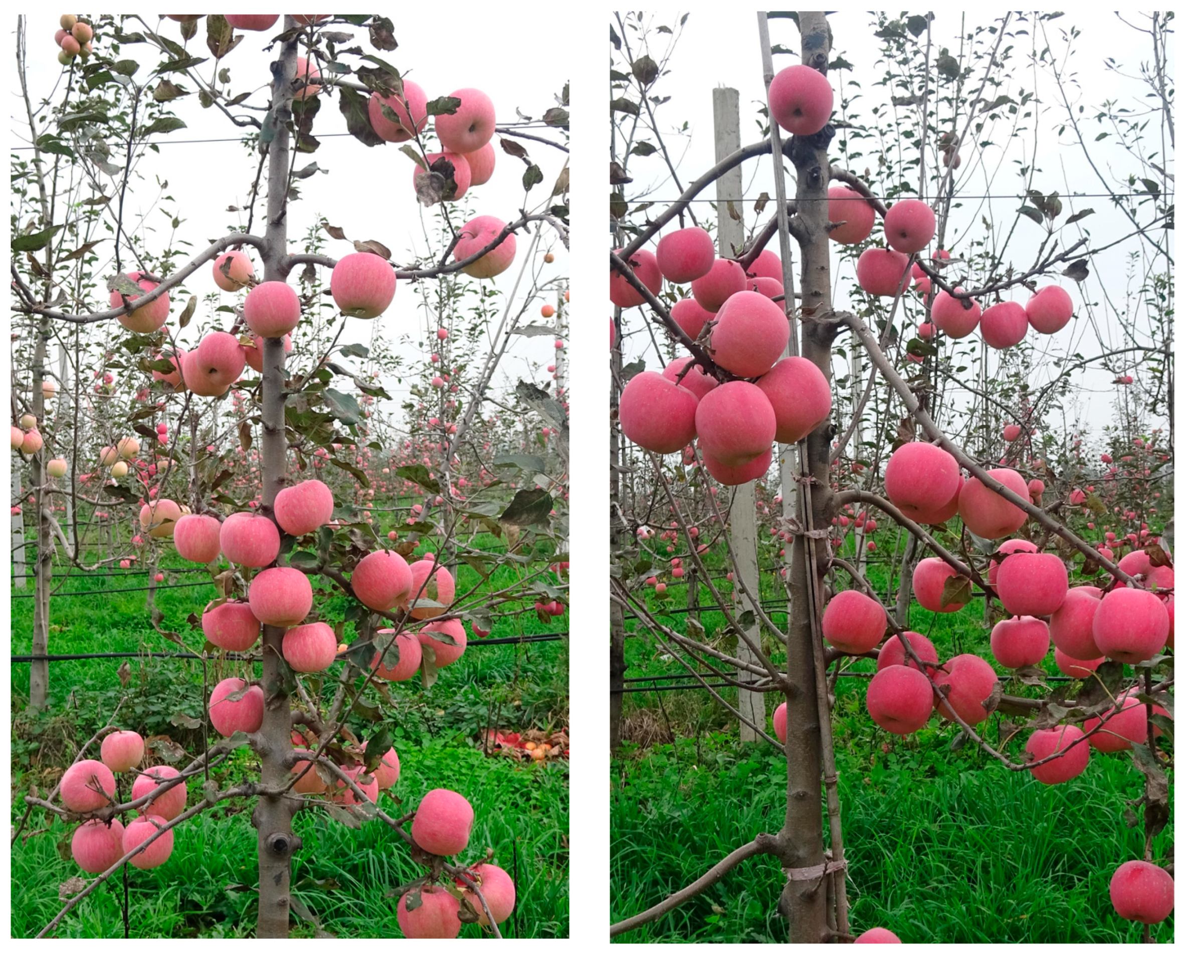 Fractalfract 08 00649 g001