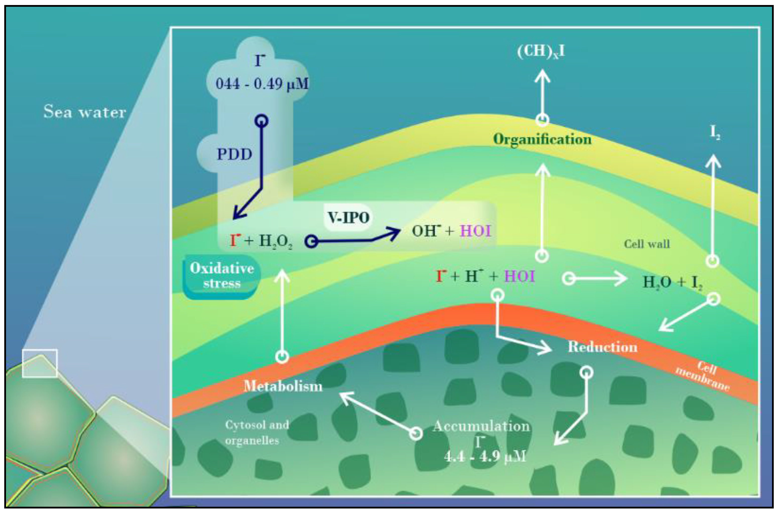 https://www.mdpi.com/futurepharmacol/futurepharmacol-02-00026/article_deploy/html/images/futurepharmacol-02-00026-g005.png