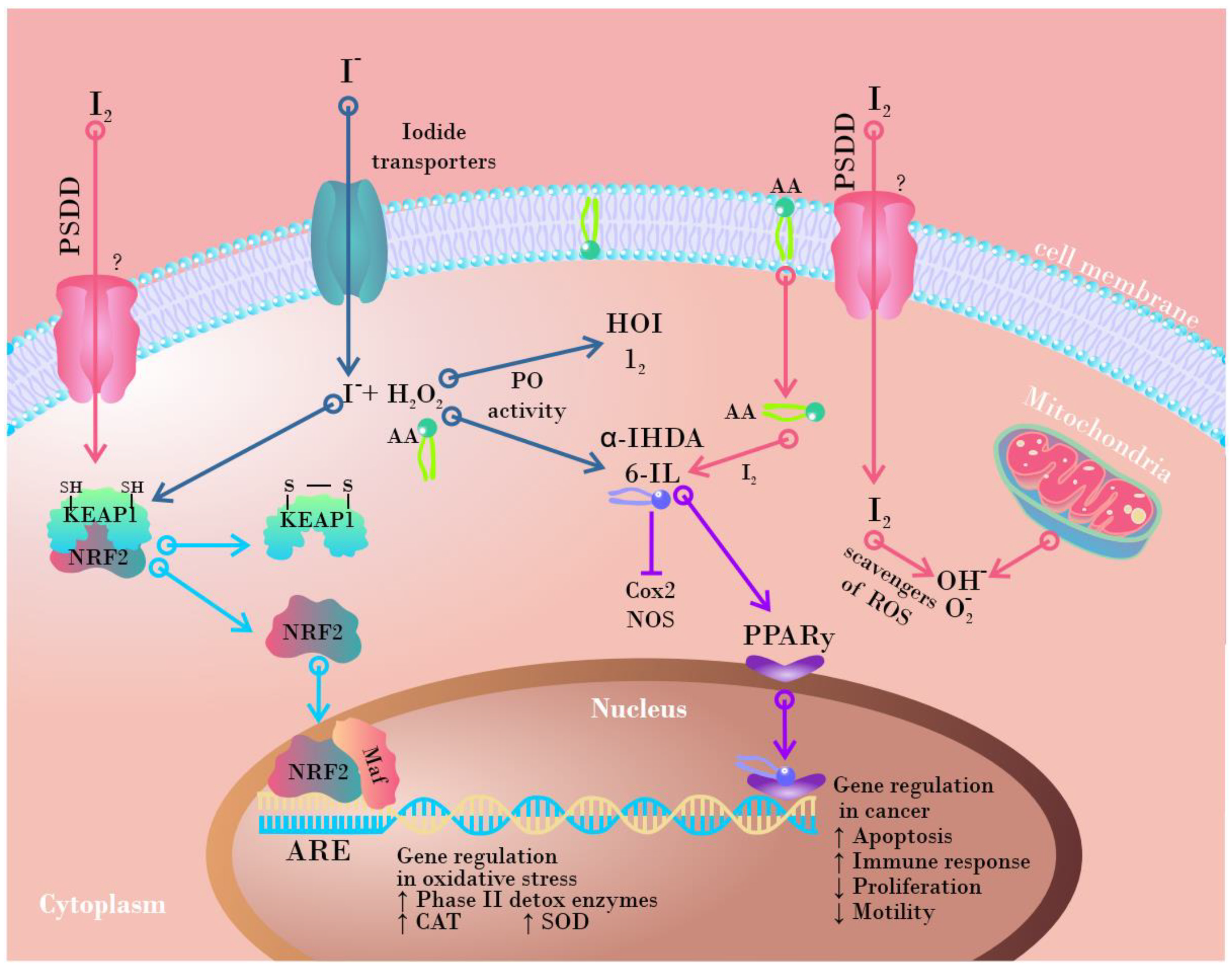 https://www.mdpi.com/futurepharmacol/futurepharmacol-02-00026/article_deploy/html/images/futurepharmacol-02-00026-g006.png