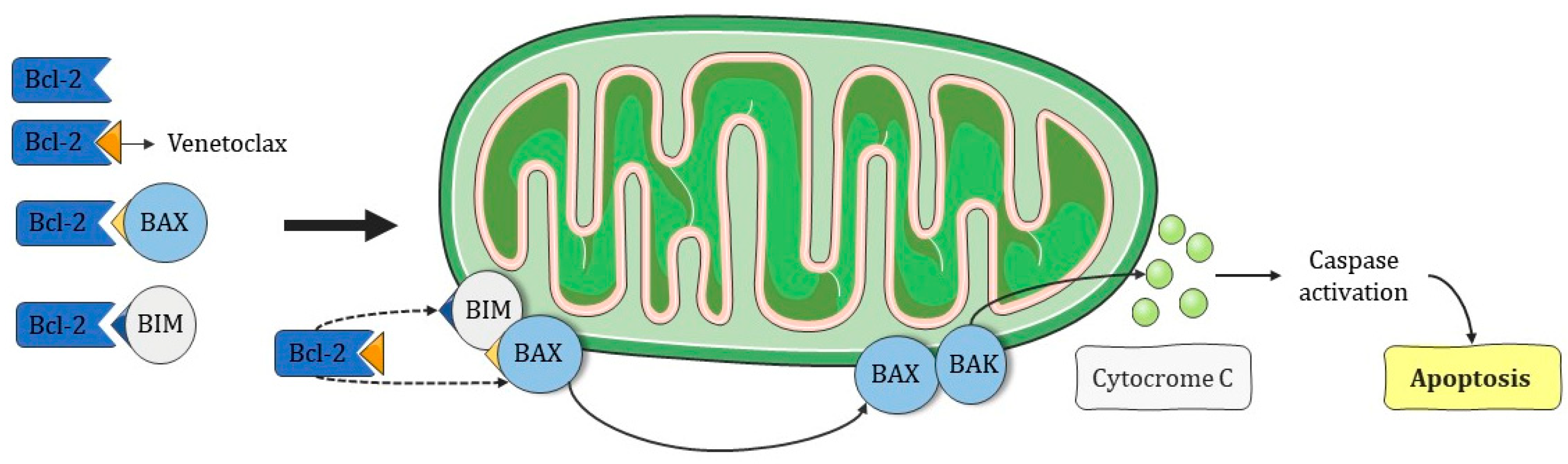 Futurepharmacol 03 00012 g007