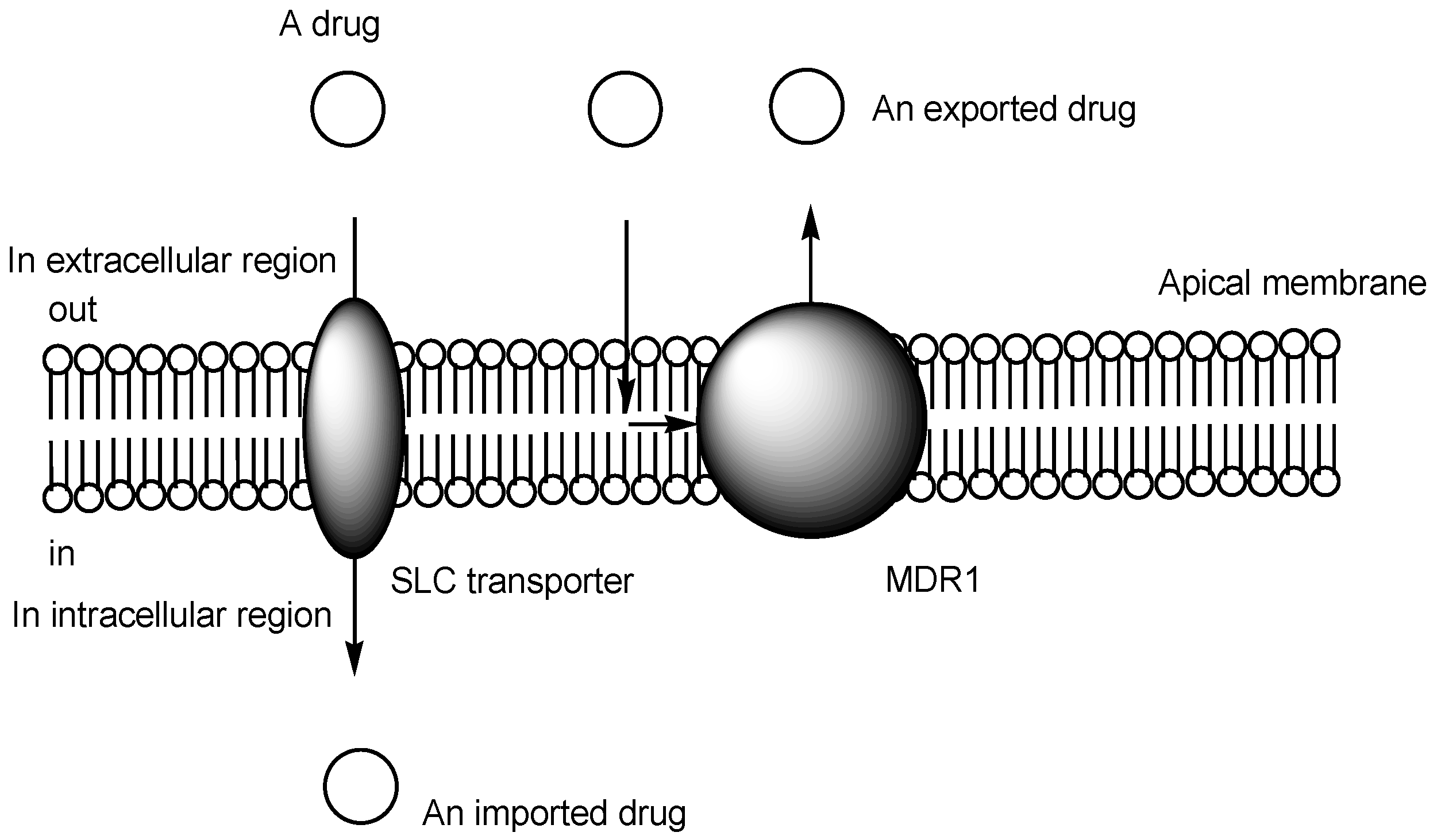 Futurepharmacol 04 00019 g003