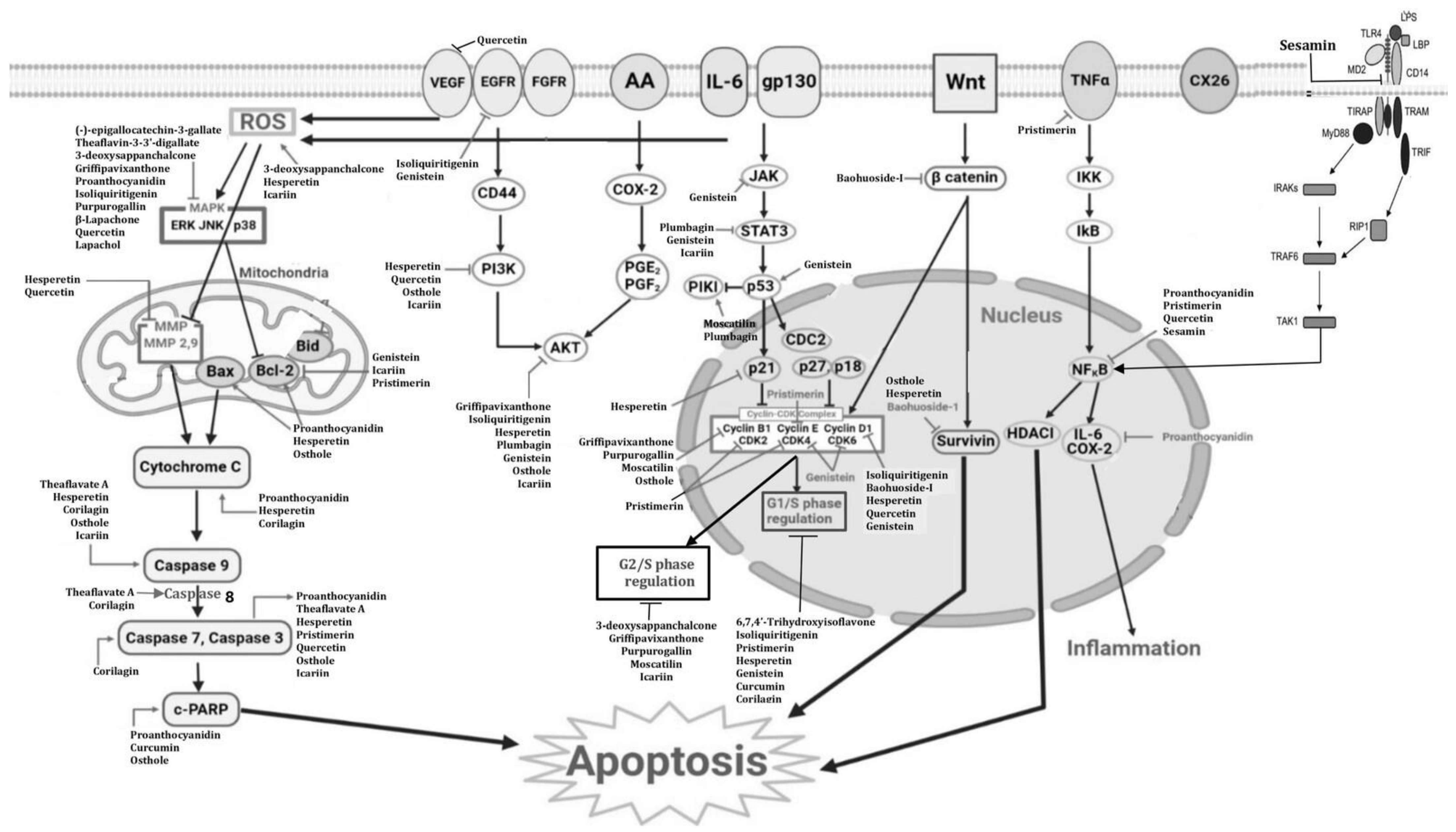 Futurepharmacol 04 00034 g002