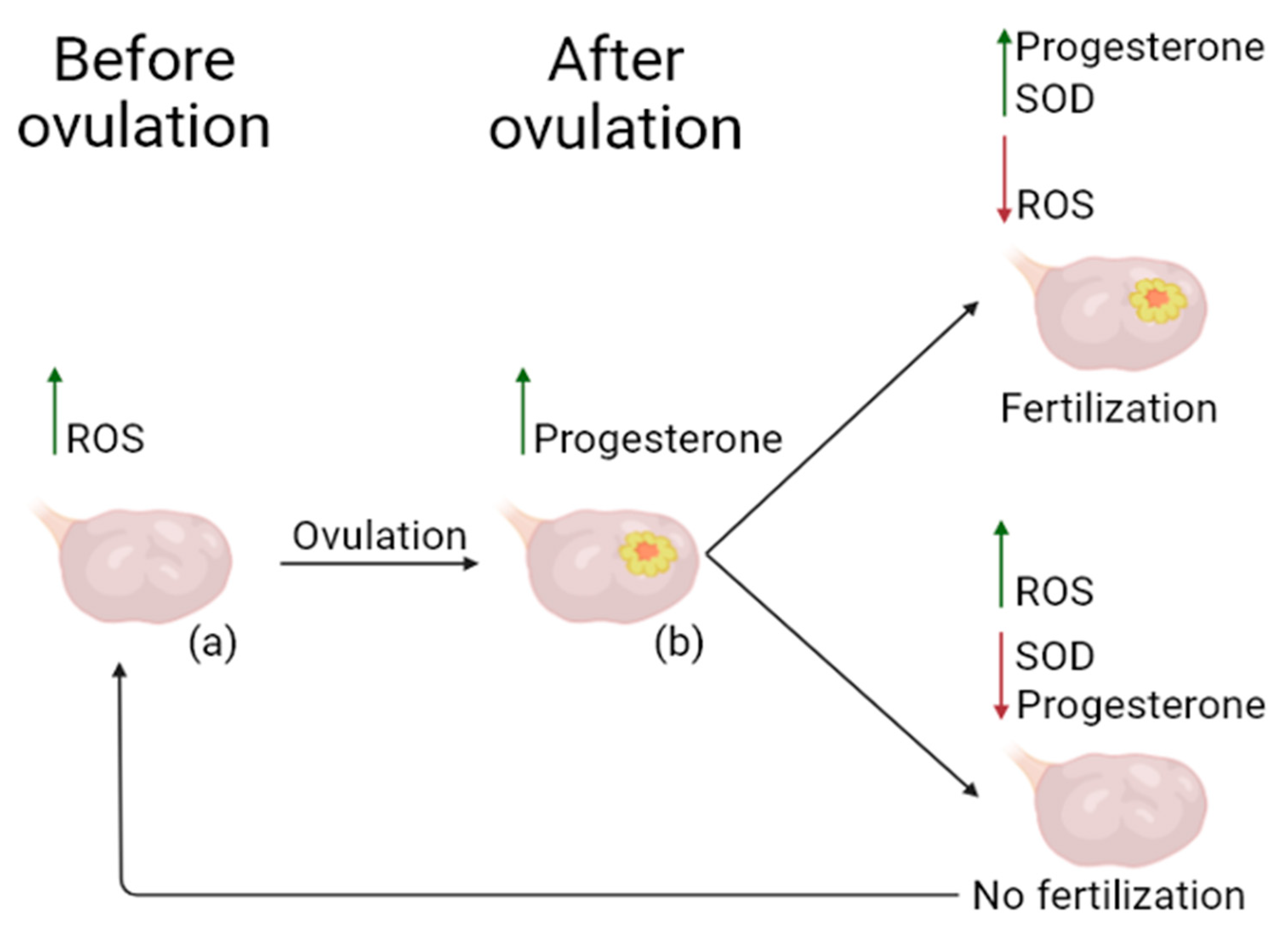Futurepharmacol 04 00035 g003 Futurepharmacol 04 00035 g003