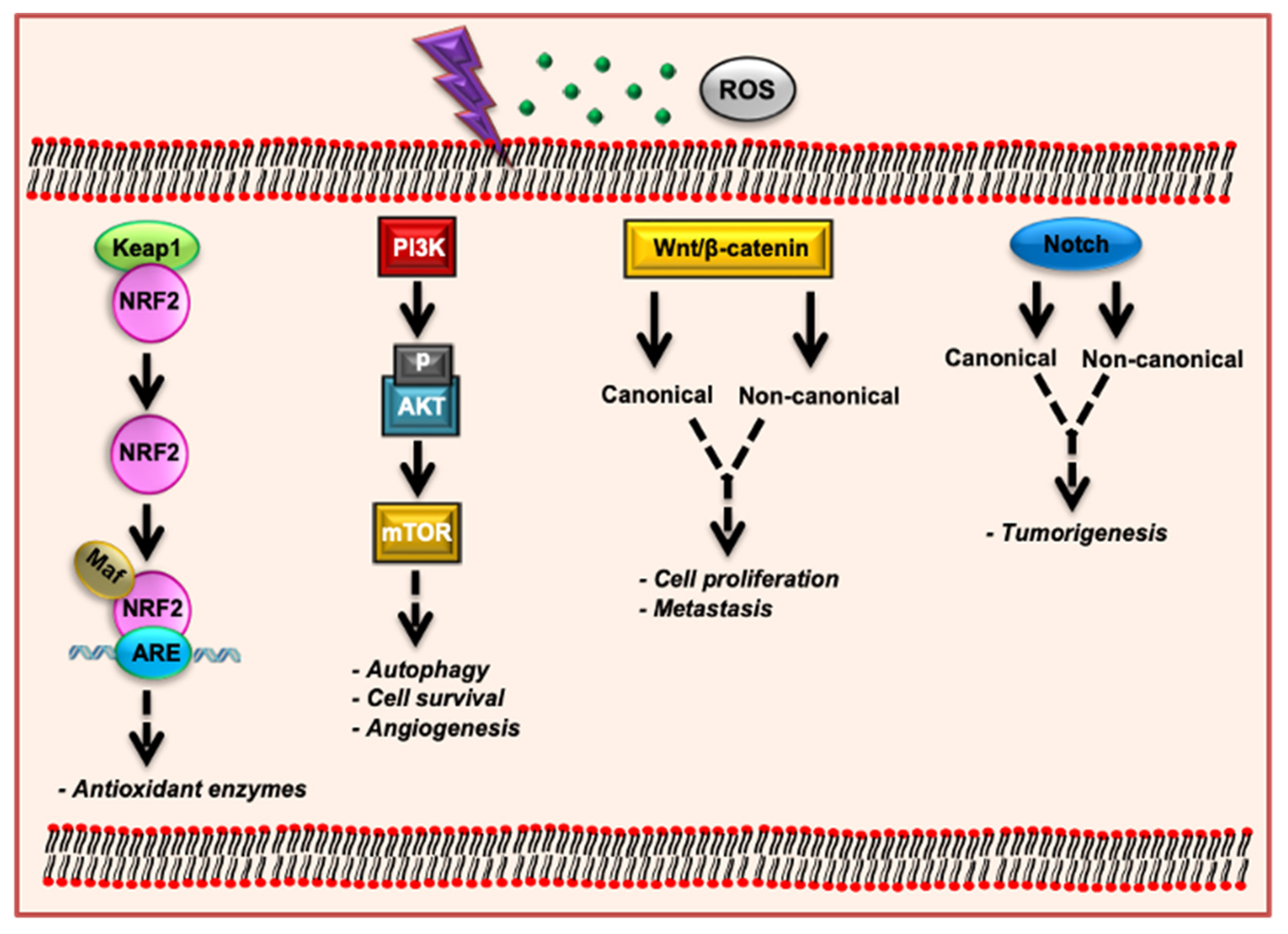 Futurepharmacol 04 00035 g005 Futurepharmacol 04 00035 g005