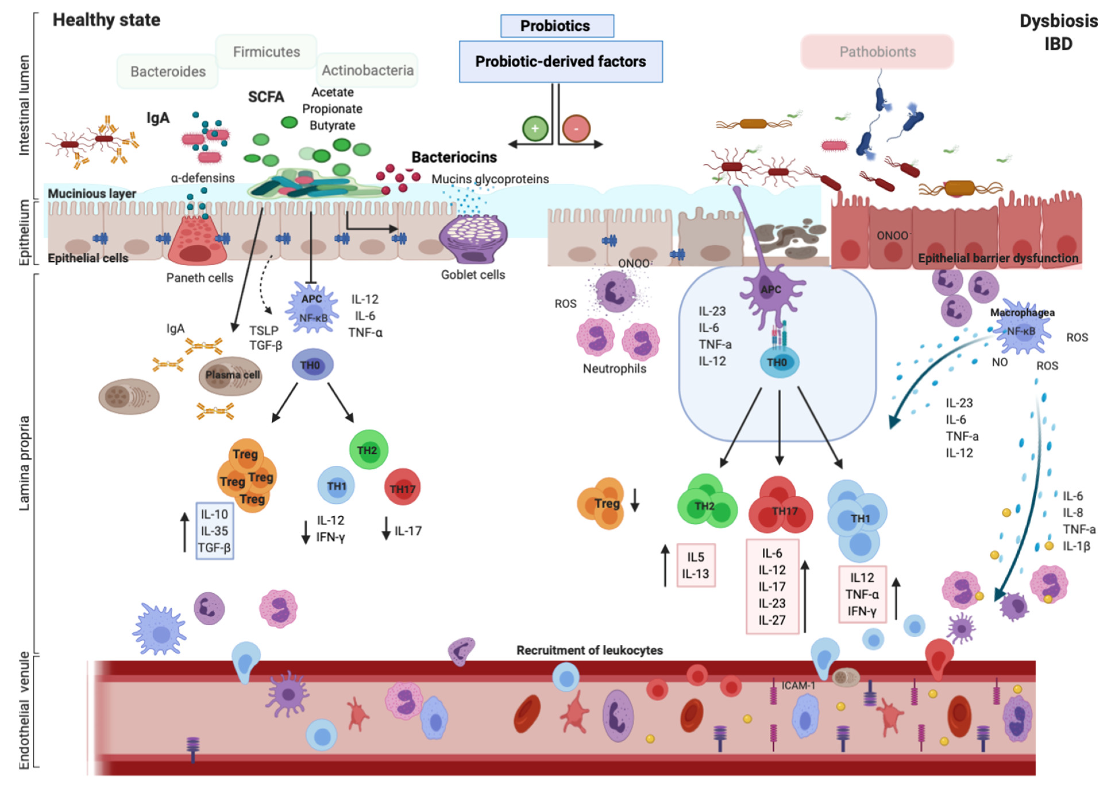 Gastroent 12 00006 g001 Gastroent 12 00006 g001