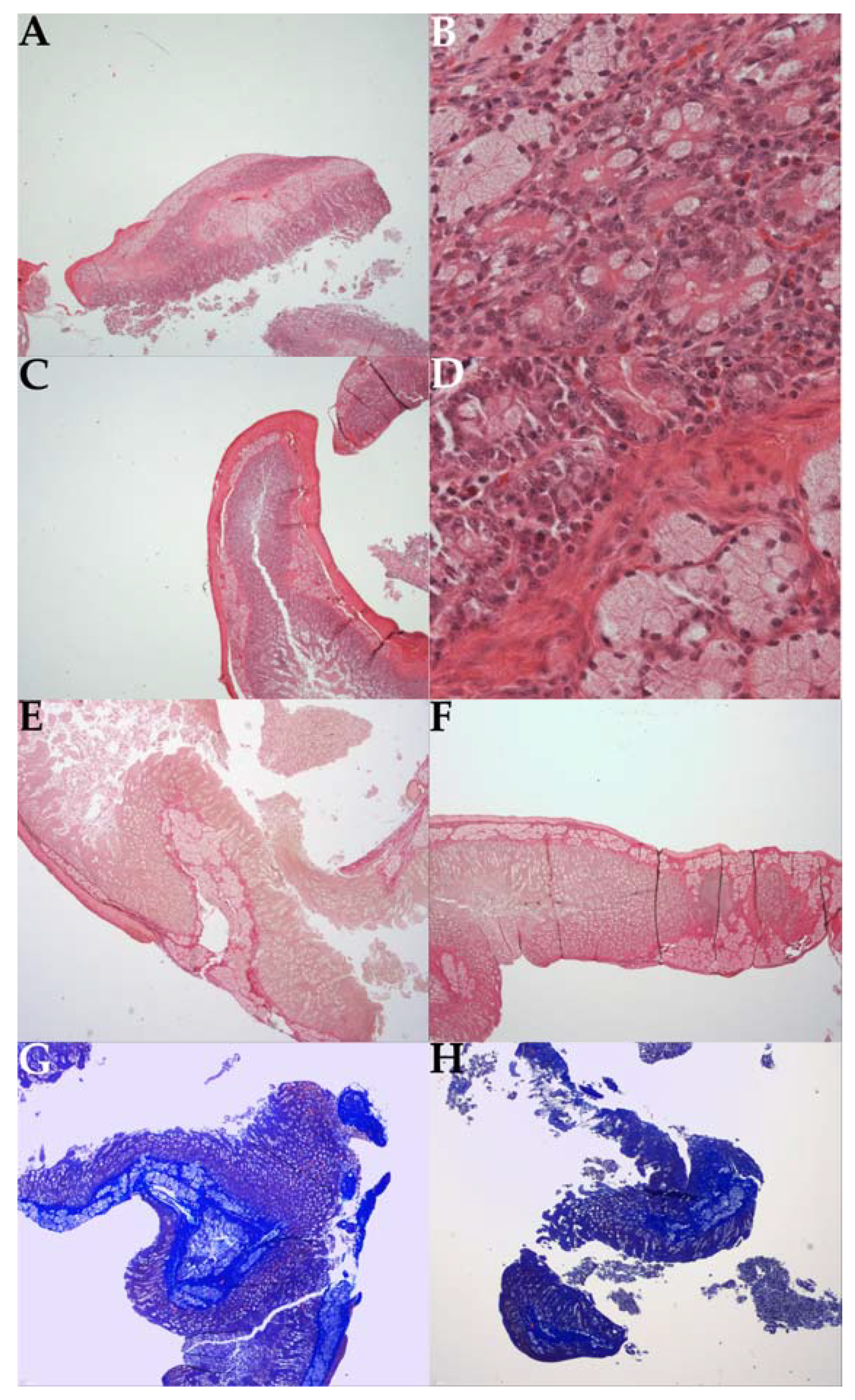 Gastroent 14 00035 g004