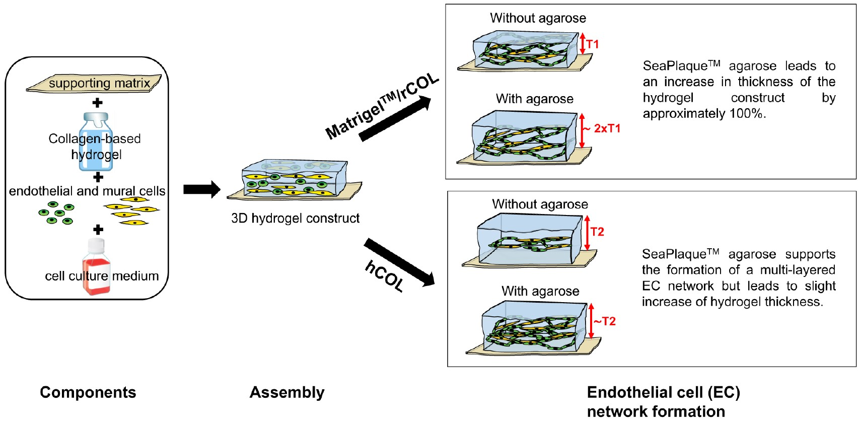 Gels | Free Full-Text | Characterization of Tissue Engineered Endothelial  Cell Networks in Composite Collagen-Agarose Hydrogels | HTML