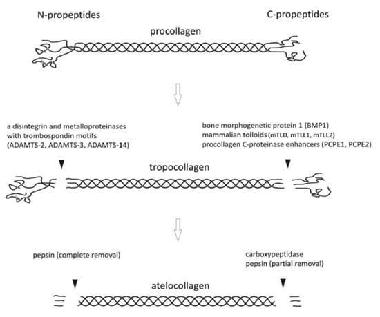 Gels, Free Full-Text