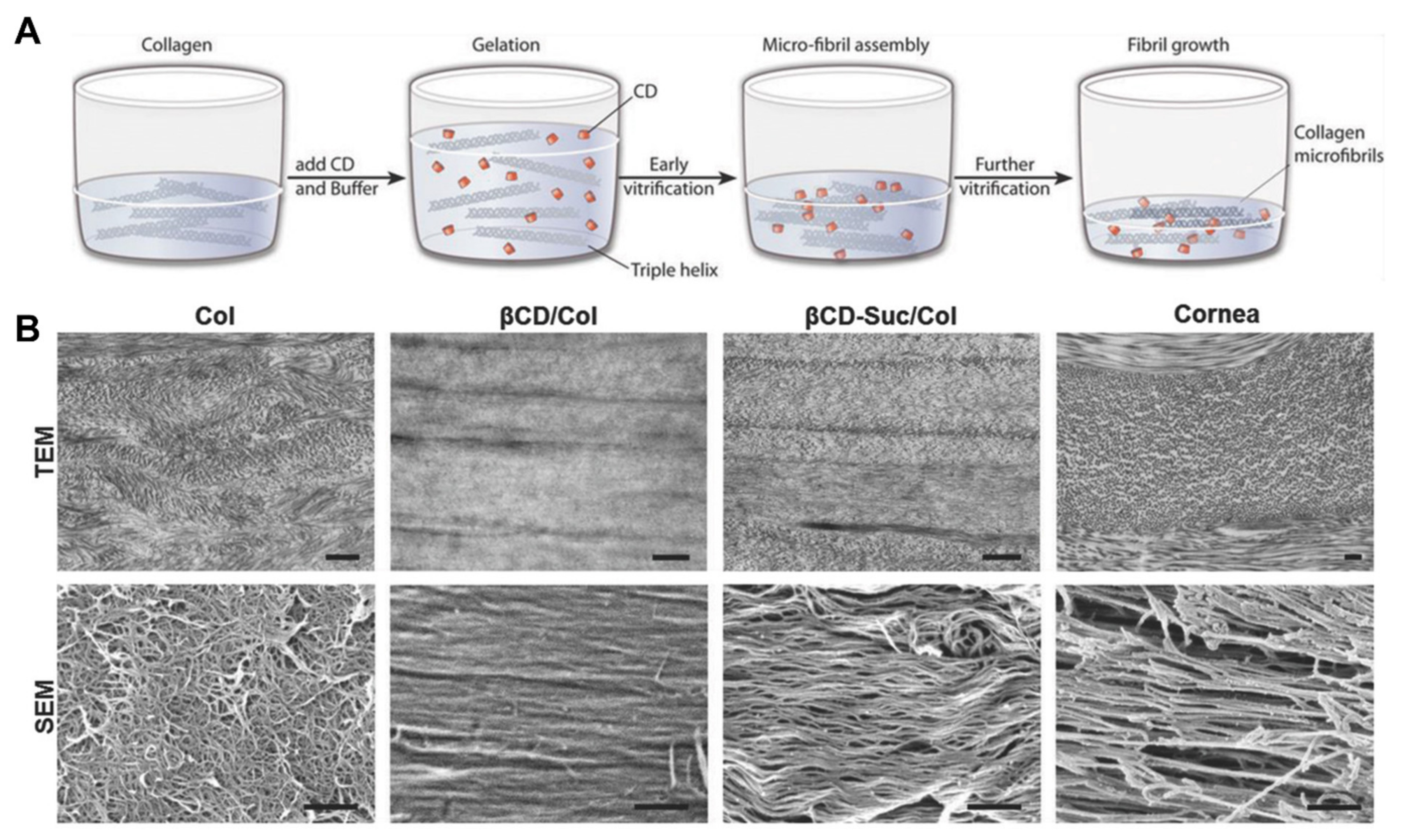 Gels 07 00163 g003