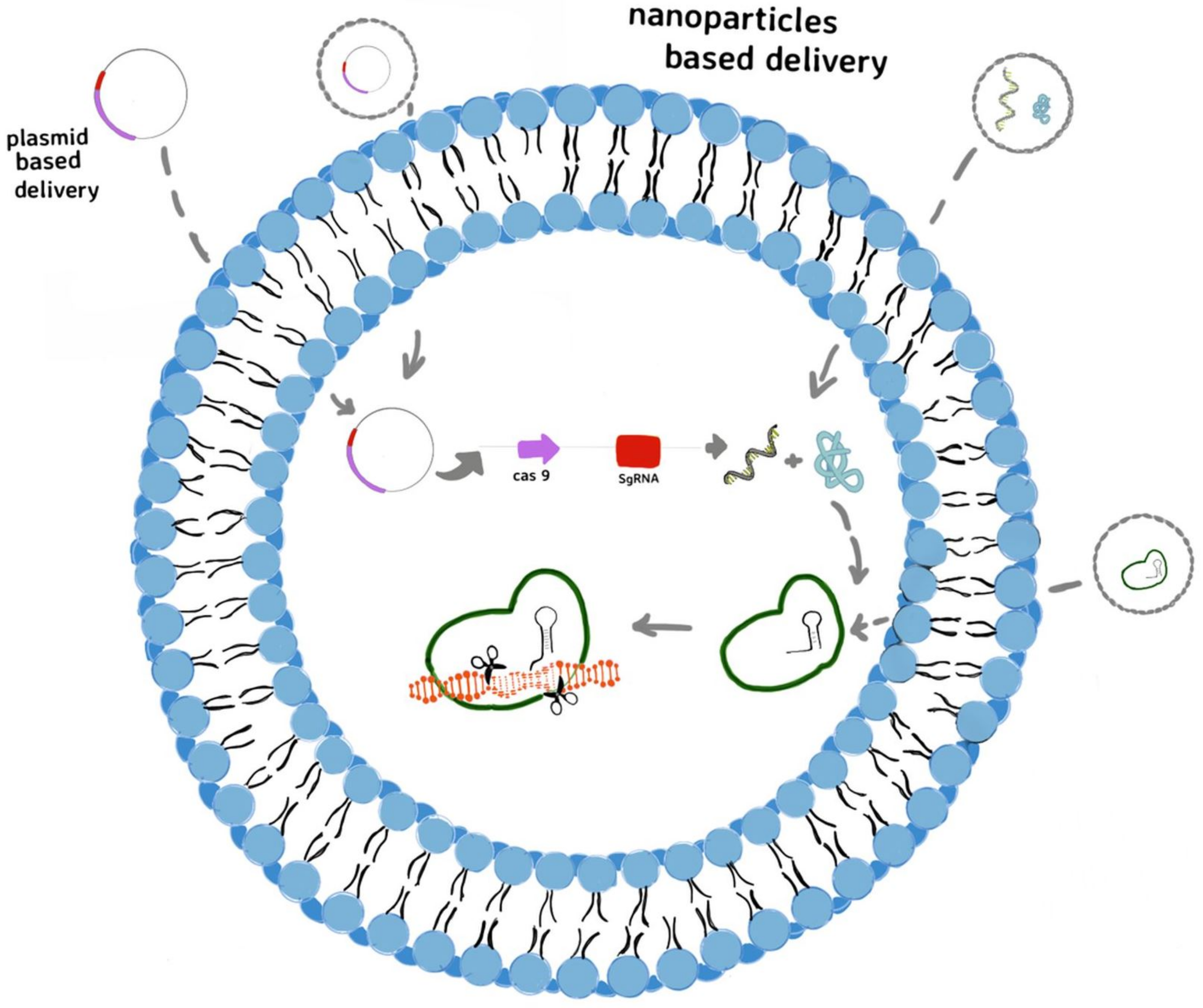 Gels 08 00070 g006 Gels 08 00070 g006