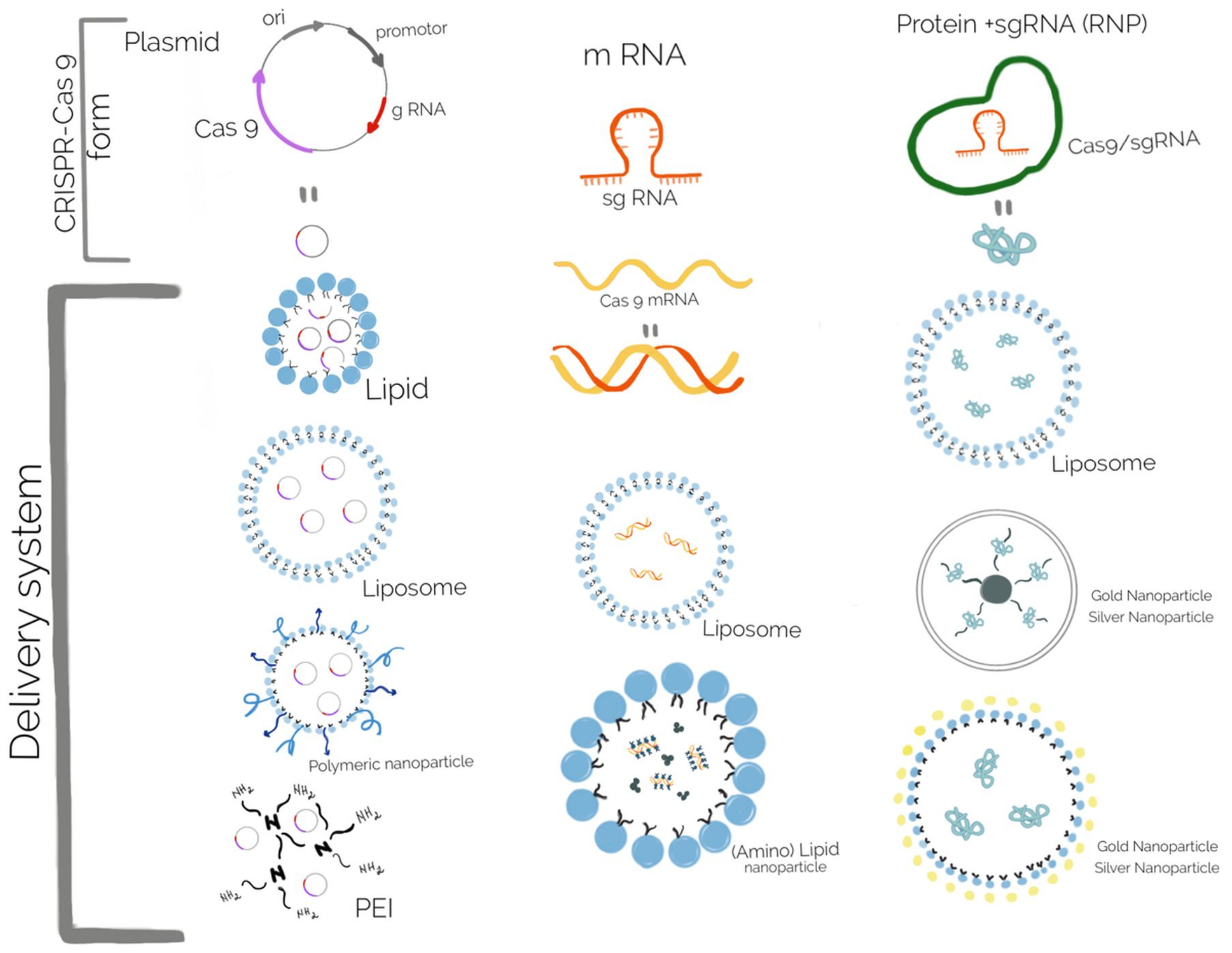 Gels 08 00070 g007 Gels 08 00070 g007