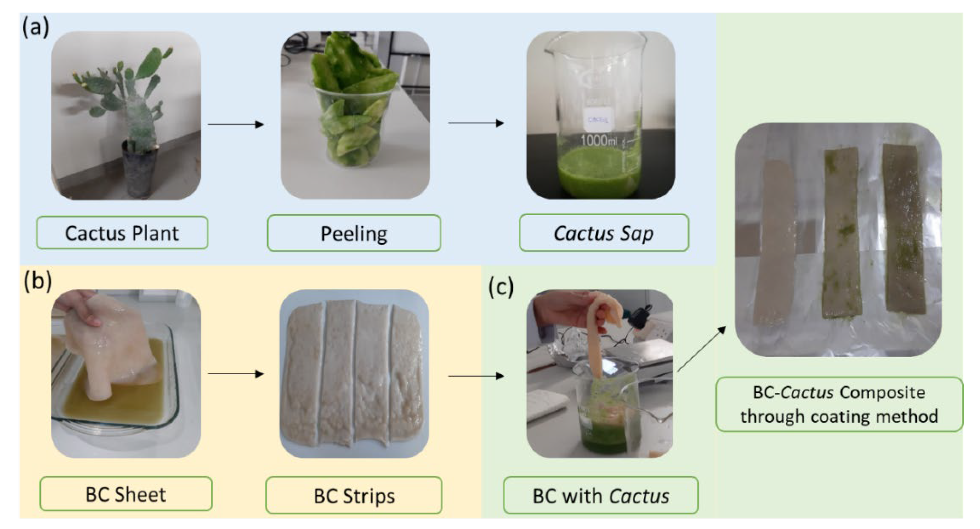 Gels | Free Full-Text | Preparation, Characterization, and Biological  Features of Cactus Coated Bacterial Cellulose Hydrogels