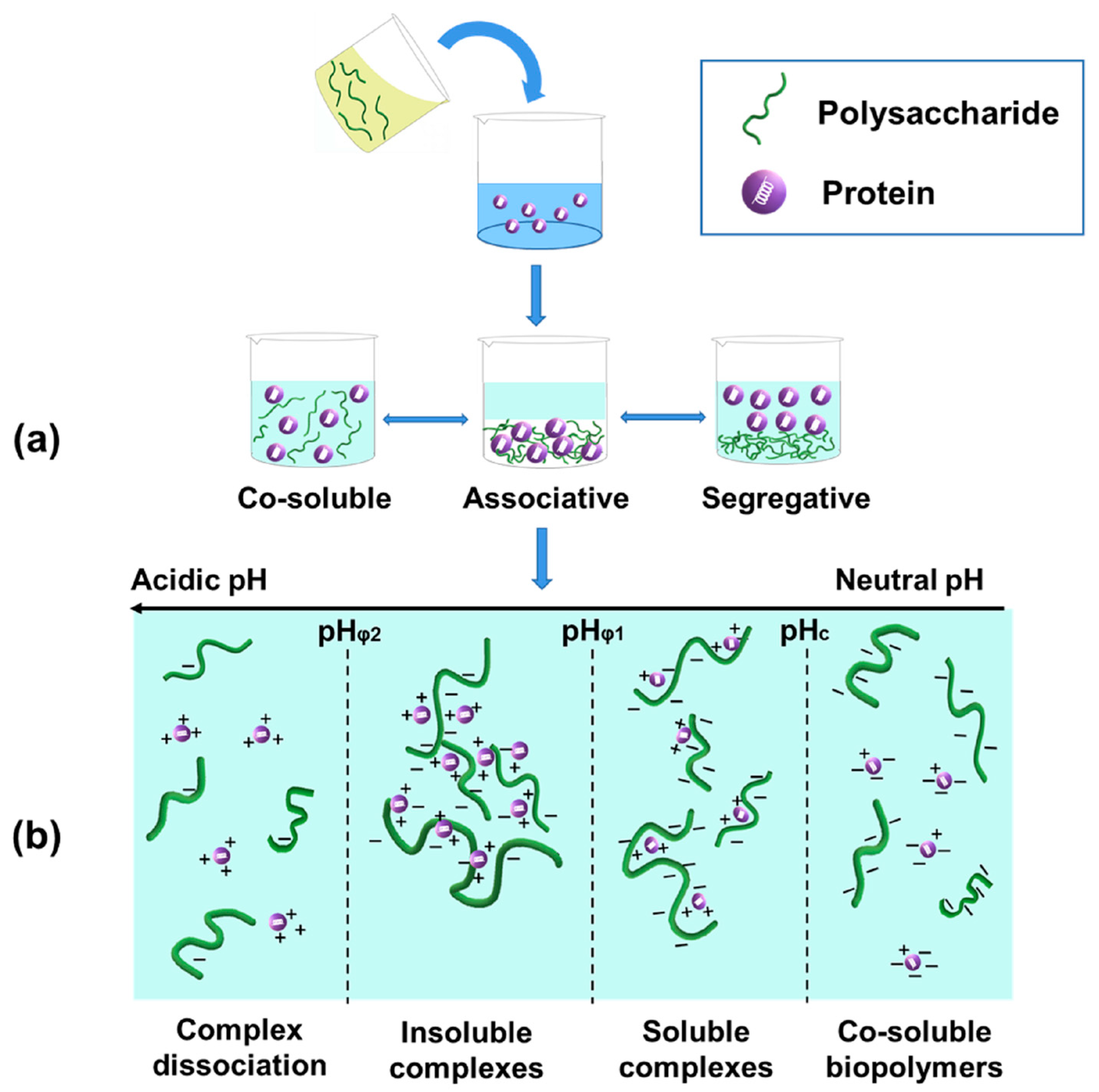 Structure–Thermodynamic Relationship Of A Polysaccharide, 41% OFF