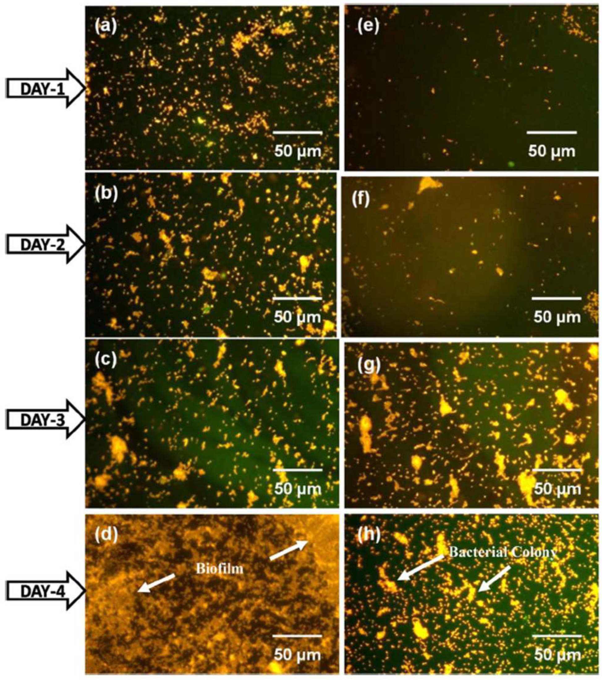 Gels 08 00323 g006 Gels 08 00323 g006