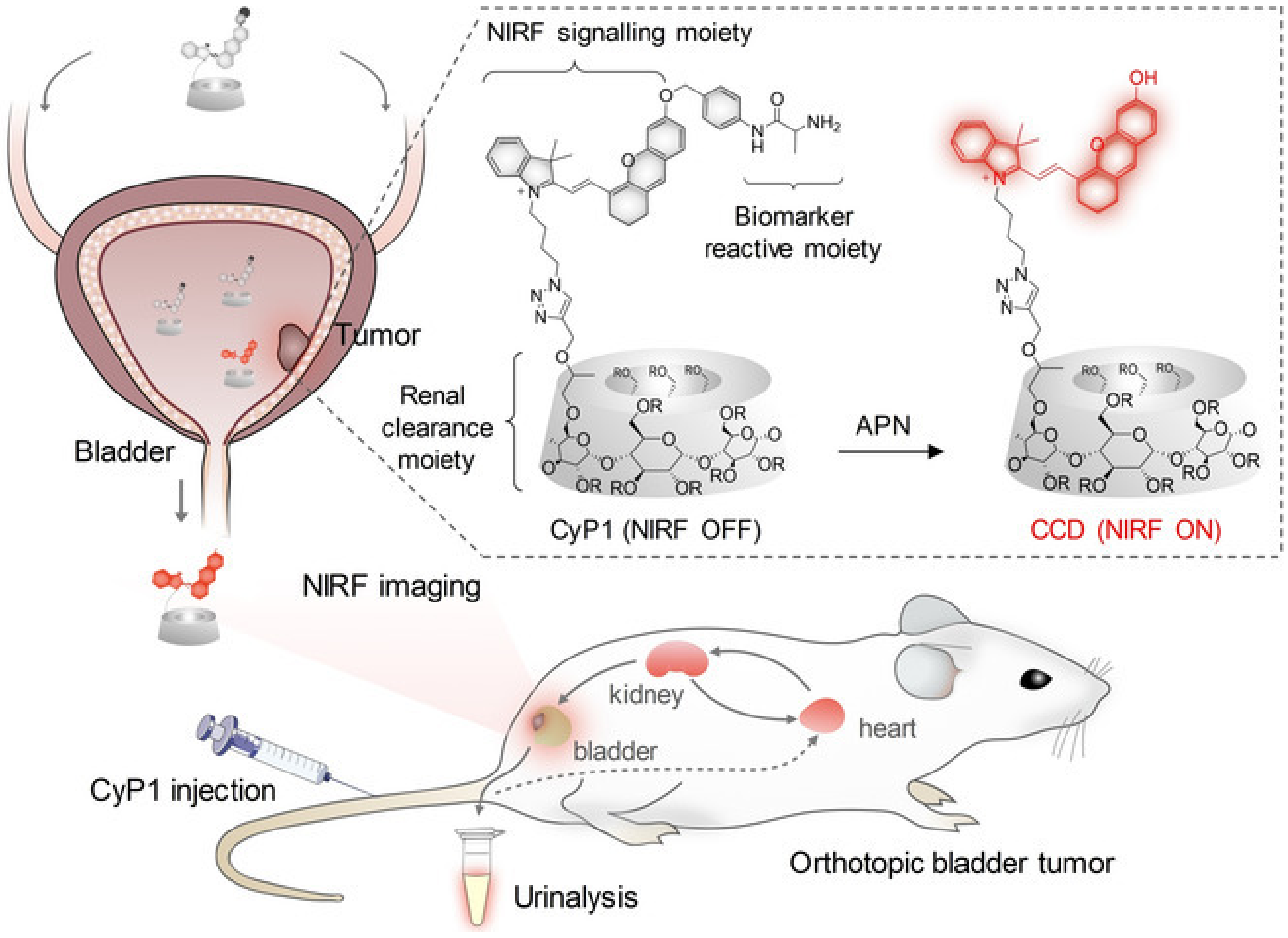 Gels 08 00587 g005 Gels 08 00587 g005