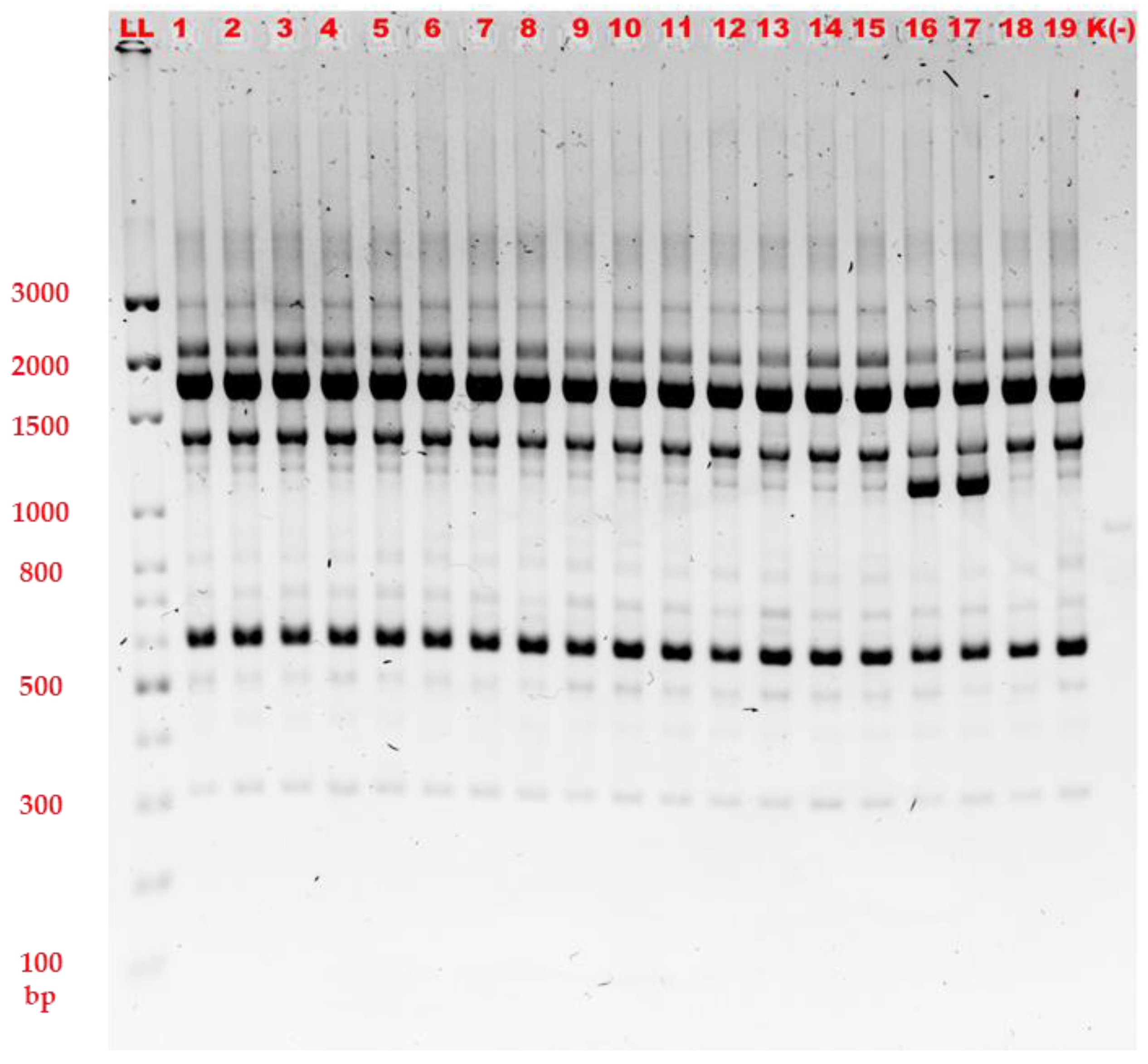 Gels | Free Full-Text | Agarose Gel Electrophoresis-Based RAPD-PCR&mdash;An  Optimization of the Conditions to Rapidly Detect Similarity of the Alert  Pathogens for the Purpose of Epidemiological Studies