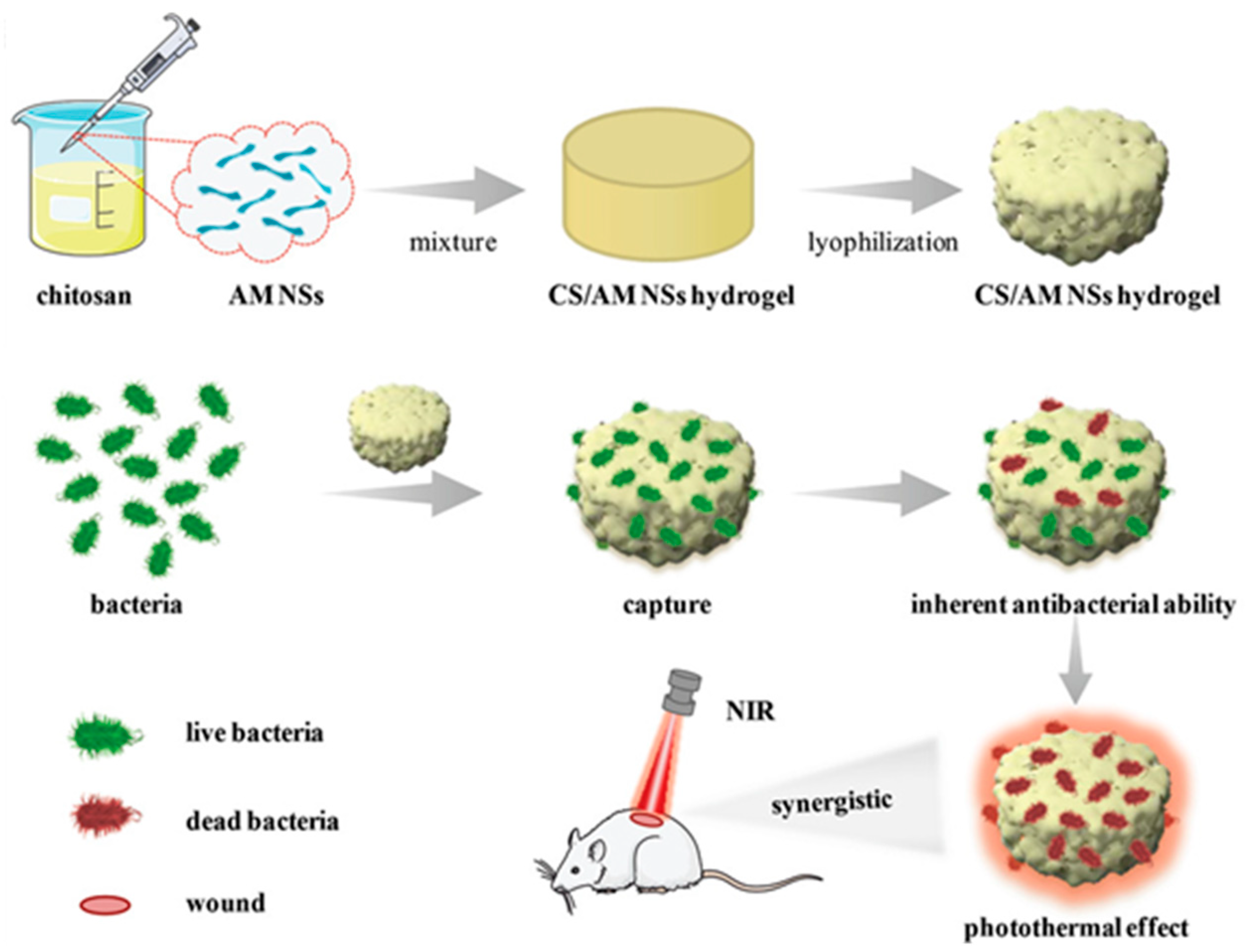 Gels | Free Full-Text | Update On Chitosan-Based Hydrogels: Preparation ...